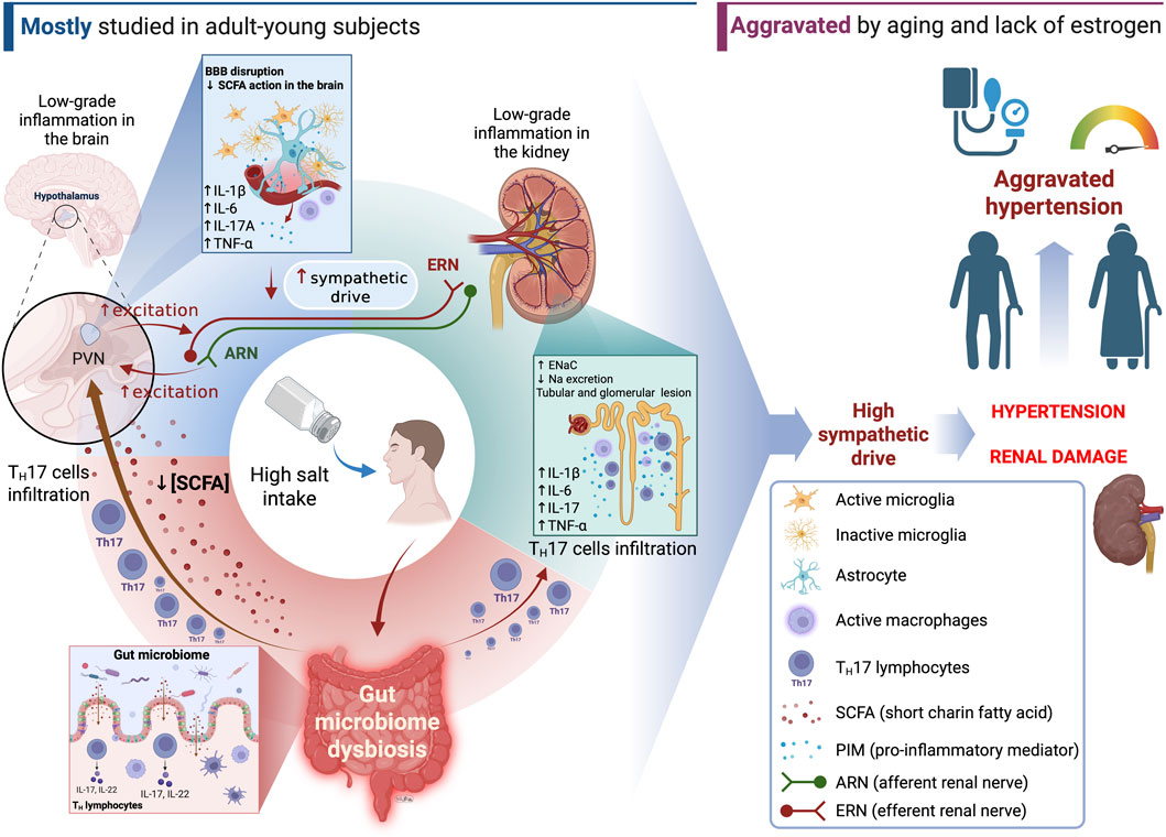 Diagram illustrating the effects of high salt intake on the body. It shows salt intake leading to gut microbiome dysbiosis and TH17 cell infiltration, causing inflammation in the brain and kidneys. This process increases sympathetic drive, elevating risks of hypertension and renal damage, especially in aging individuals lacking estrogen. Key elements include active microglia, SCFA, and PIM.