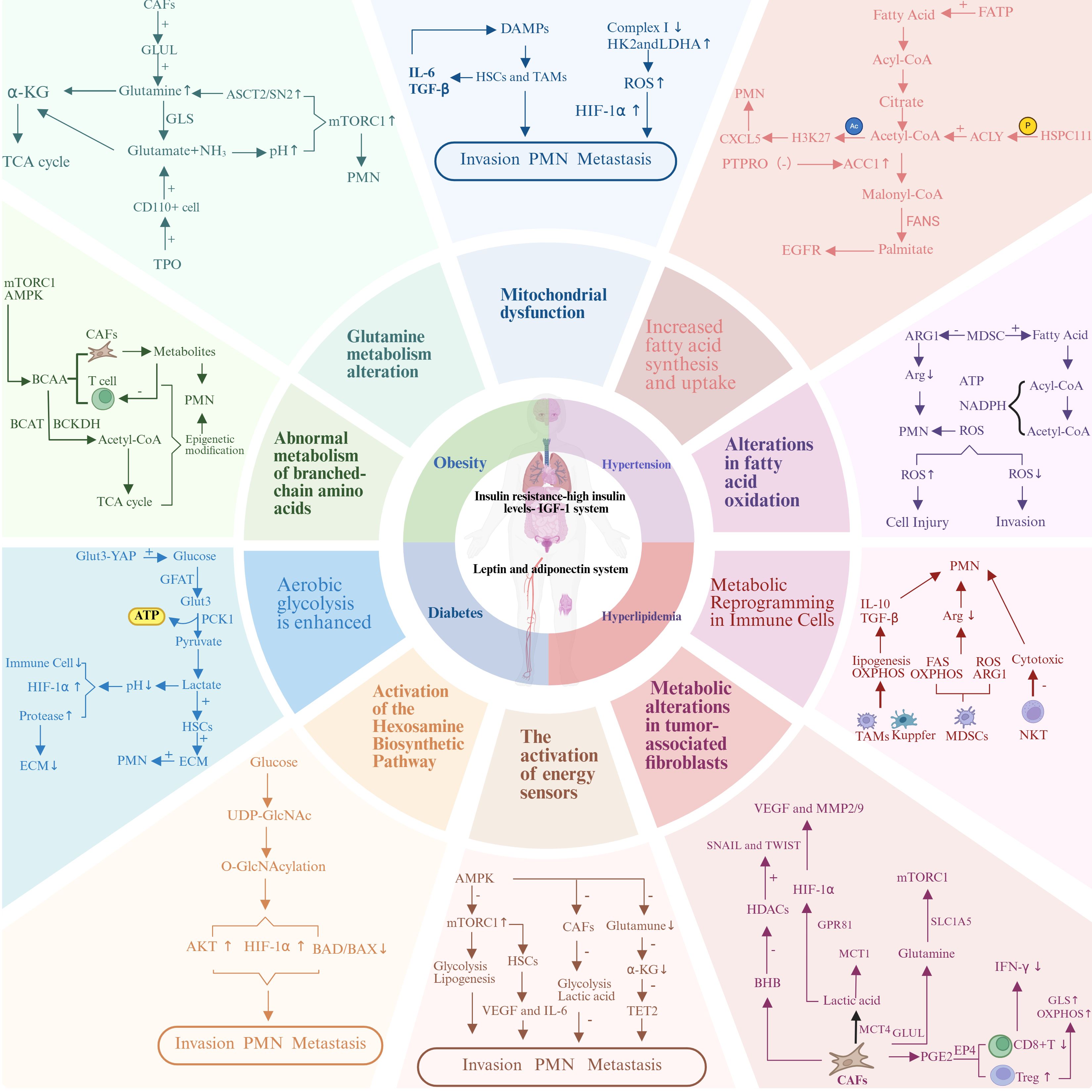 Infographic illustrating metabolic alterations associated with cancer. Segments include mitochondrial dysfunction, glutamine metabolism alteration, increased fatty acid synthesis and uptake, and fatty acid oxidation alterations. Other segments cover abnormal branched-chain amino acid metabolism, enhanced aerobic glycolysis, hexosamine biosynthetic pathway activation, and energy sensor activation. Central components highlight insulin resistance, IGF-1 system, and leptin/adiponectin system, linked to conditions like obesity, diabetes, and hyperlipidemia. Pathways and interactions involve various cellular and metabolic components, focusing on invasion, PMN, and metastasis processes.