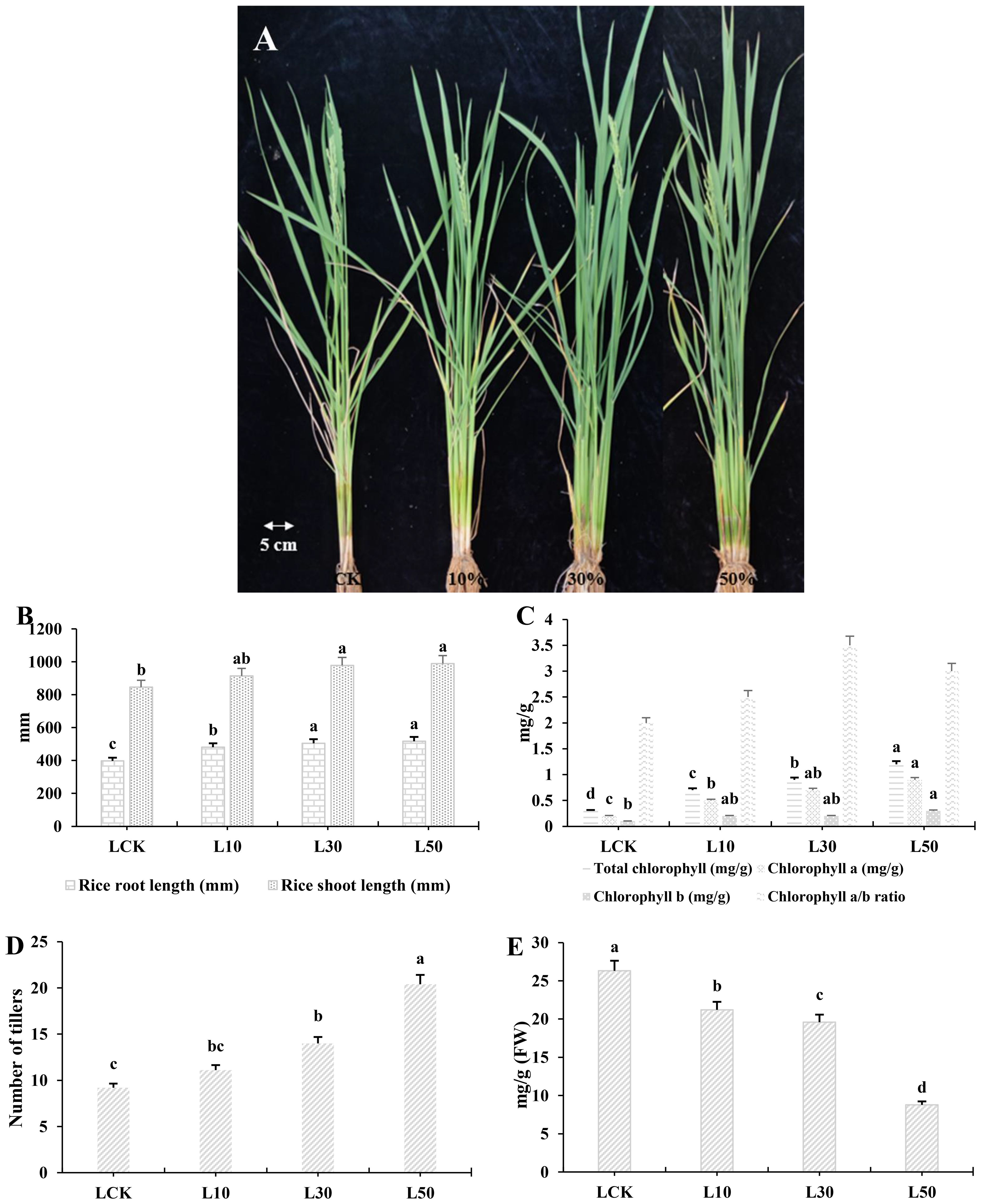 Experimental results on rice growth: Image A shows rice plants treated with different concentrations (0%, 10%, 30%, 50%). Bar charts B to E display data on root and shoot lengths, chlorophyll content, number of tillers, and another unspecified measurement in different treatments labeled LCK, L10, L30, L50. Different letters indicate statistically significant differences.
