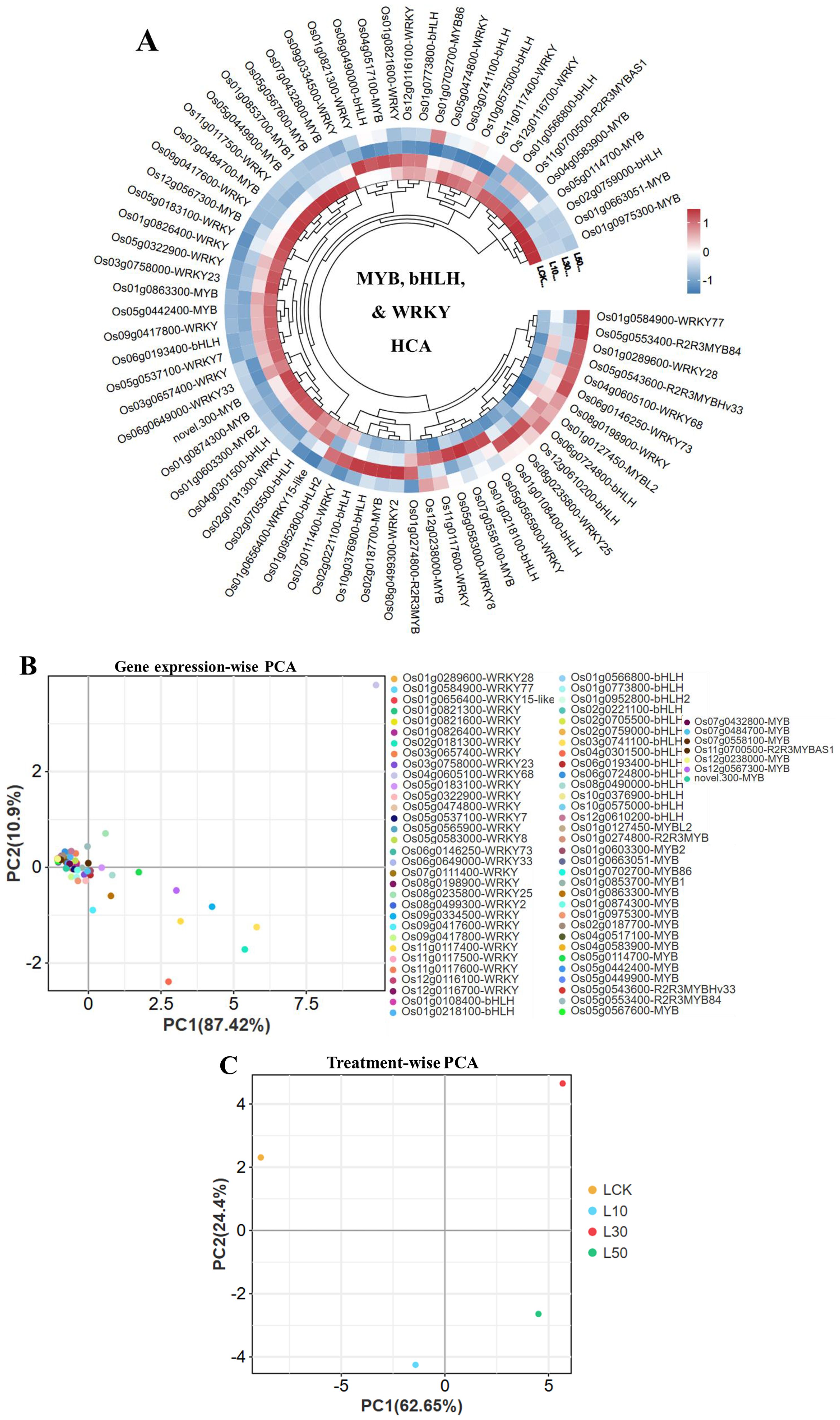 Circular hierarchical cluster analysis (HCA) of MYB, bHLH, and WRKY genes is shown in panel A, with red and blue color gradients indicating expression levels. Panel B presents a principal component analysis (PCA) plot of gene expression, with each dot representing a different gene. Panel C displays treatment-wise PCA, showing clustering based on treatment types labeled LCK, L10, L30, and L50, with distinct colors for each.