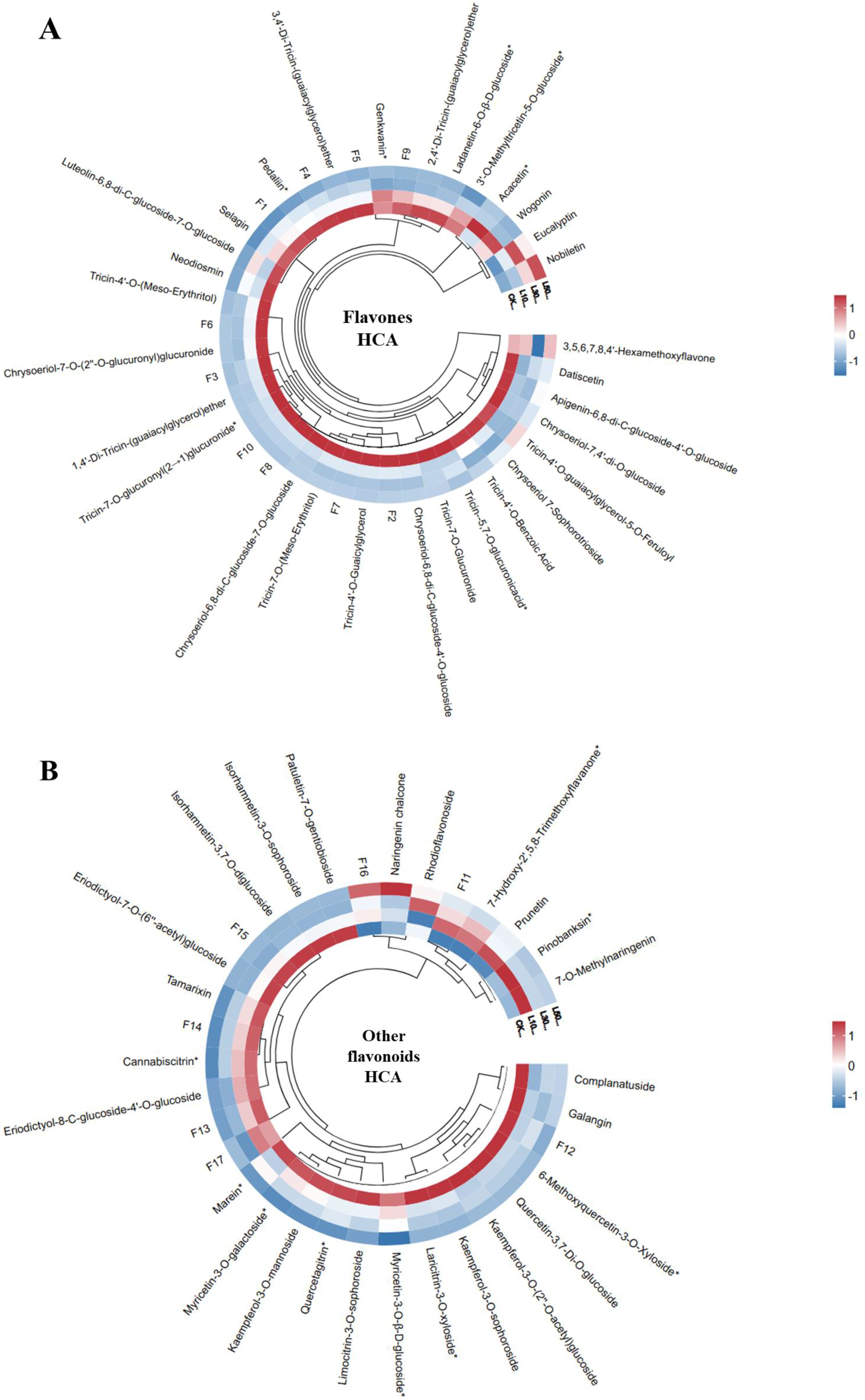 Two circular dendrograms display hierarchical cluster analysis (HCA) of flavonoids. Panel A shows clustering of flavones, while Panel B depicts other flavonoids. Each concentric circle represents different data features with color gradients from red to blue, indicating varying values. Labels of flavonoids are arranged along the outermost circle. A color scale on the right aids interpretation.