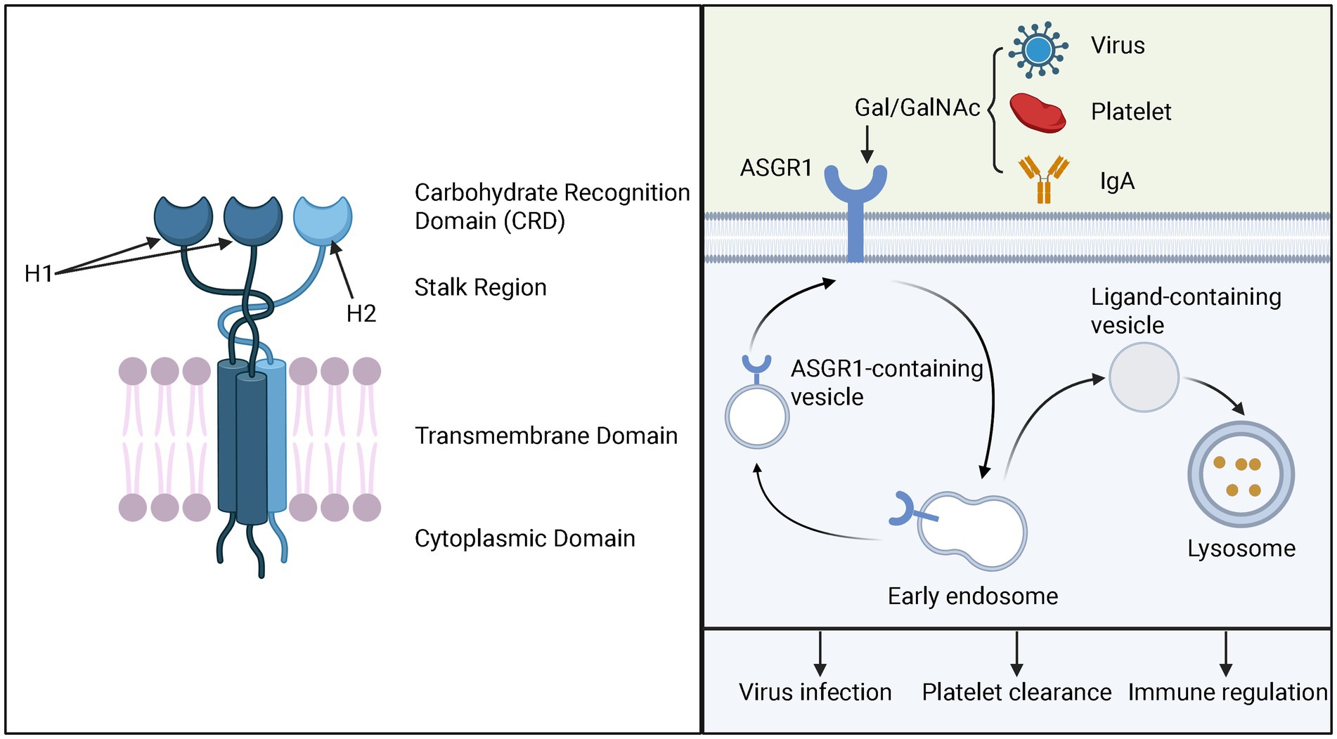 Diagram showing the ASGR1 receptor structure and its functions. Left panel depicts the ASGR1 receptor with domains labeled: Carbohydrate Recognition Domain, Stalk Region, Transmembrane Domain, and Cytoplasmic Domain. Right panel illustrates ASGR1's role in virus, platelet, and IgA binding, leading to vesicle formation, endosome transport, and lysosomal processing. Consequences include virus infection, platelet clearance, and immune regulation.