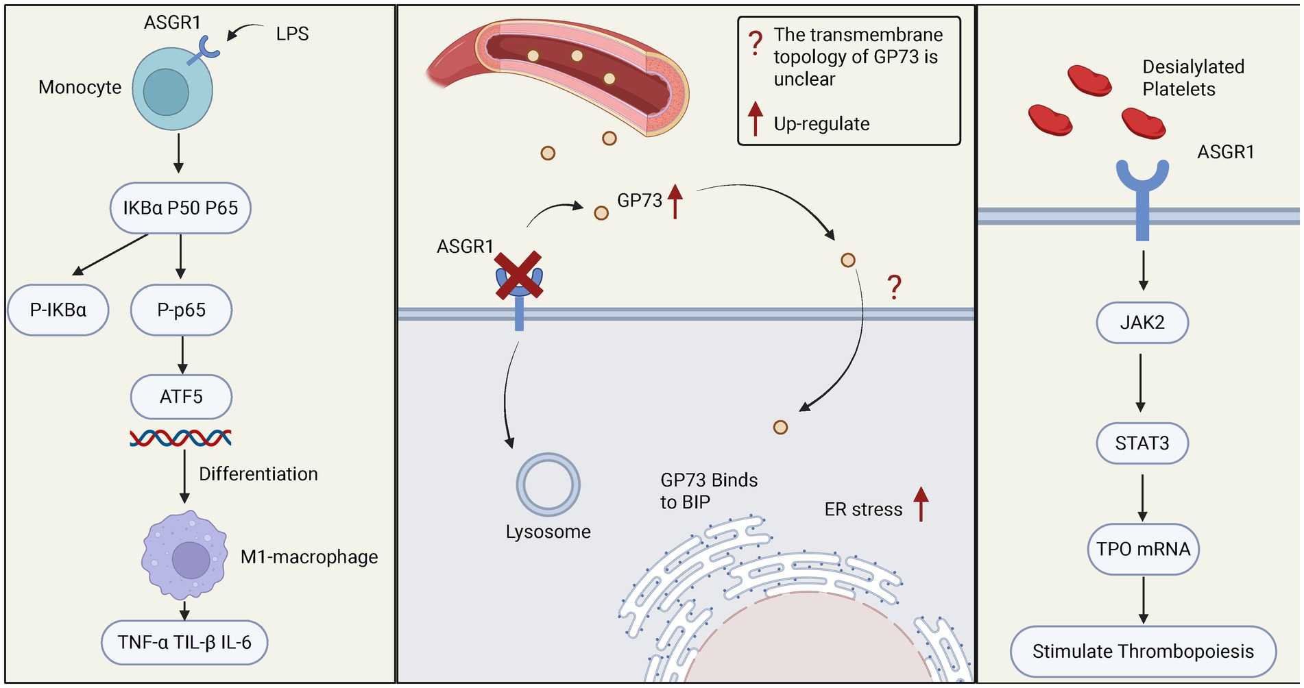 Diagram illustrating three biological pathways. Left panel: ASGR1 and LPS interaction in monocytes activates IKBα, P50, P65, leading to ATF5 and macrophage differentiation, resulting in TNF-α, TIL-β, IL-6 production. Middle panel: ASGR1 absence leads GP73 through lysosome, binding with BIP, causing ER stress. Right panel: ASGR1 interacts with desialylated platelets, activating JAK2 and STAT3, which promotes TPO mRNA and stimulates thrombopoiesis.