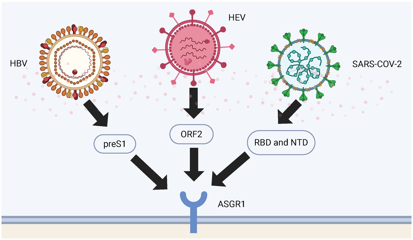 Diagram showing HBV, HEV, and SARS-CoV-2 viruses with labeled parts. HBV links to preS1, HEV to ORF2, and SARS-CoV-2 to RBD and NTD. Arrows direct to ASGR1 receptor.