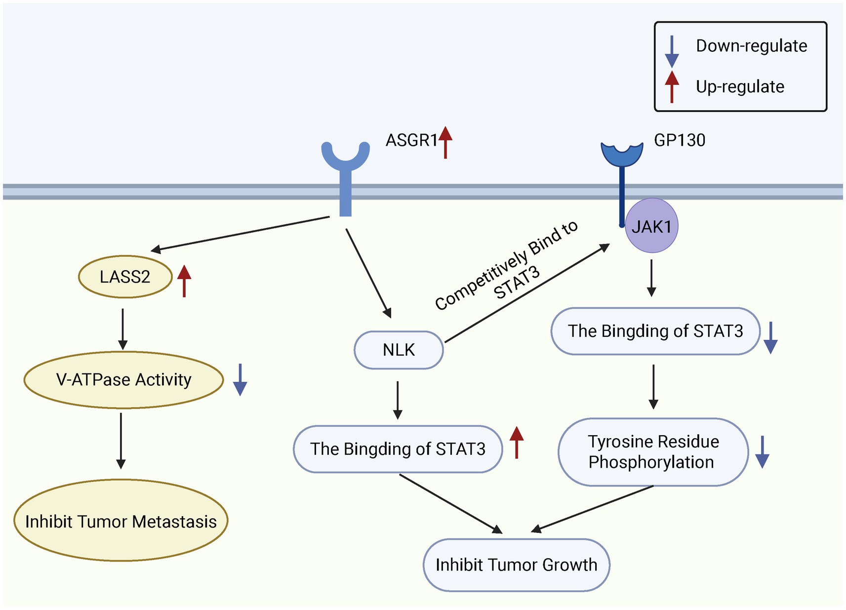 Flowchart illustrating molecular pathways involving ASGR1 and GP130 receptors. ASGR1 upregulates LASS2, leading to decreased V-ATPase activity and inhibiting tumor metastasis. GP130 activates JAK1, which interacts with STAT3 pathways. NLK competitively binds to STAT3, influencing its binding and tyrosine residue phosphorylation. Downregulation of these processes results in inhibited tumor growth. Upregulation and downregulation are indicated by arrows.