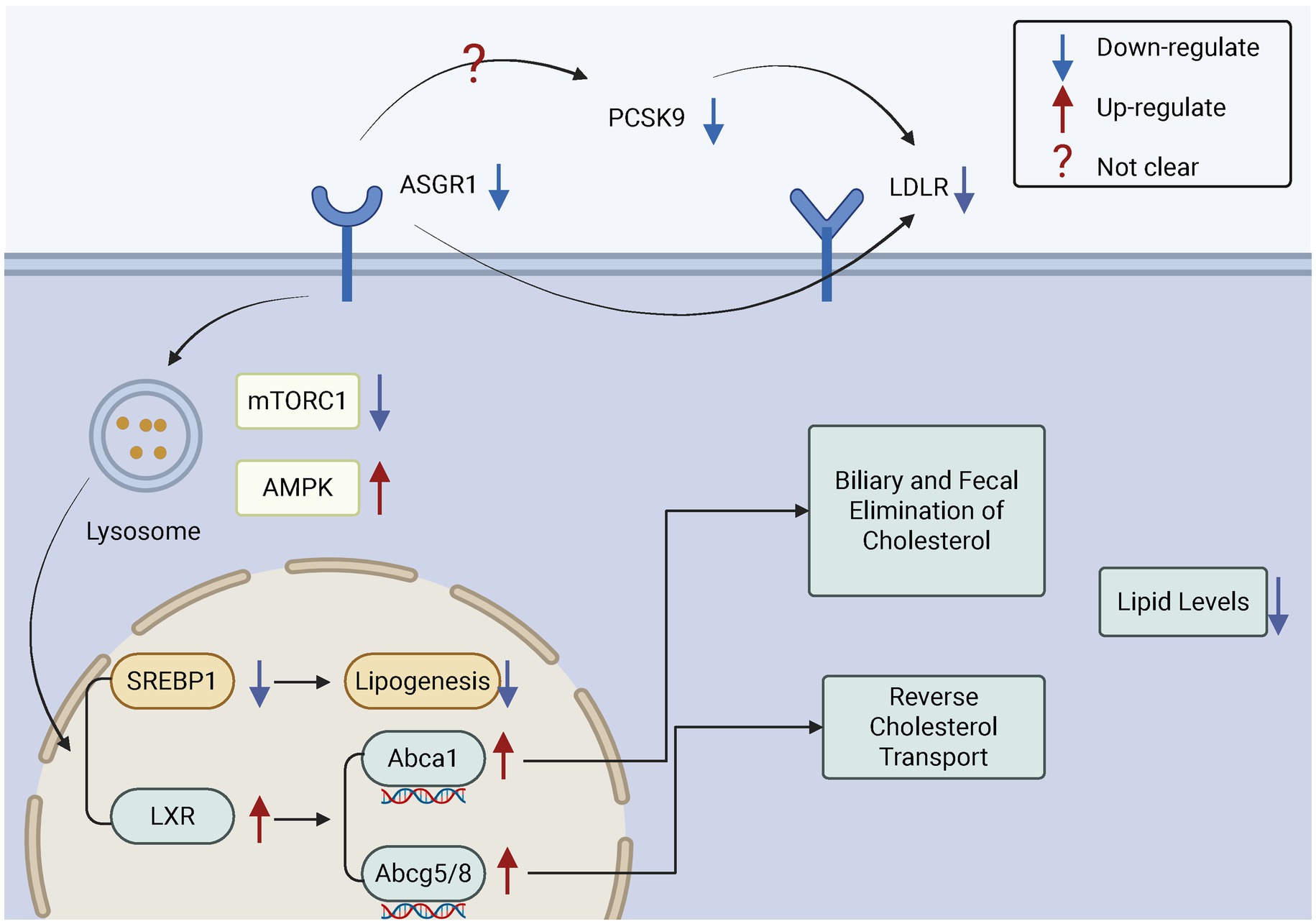 Diagram illustrating the regulation of cholesterol involving ASGR1, PCSK9, and LDLR with pathways affecting mTORC1, AMPK, and SREBP1. Includes processes like lipogenesis, reverse cholesterol transport, and elimination, showing up-regulation and down-regulation effects with annotated symbols.