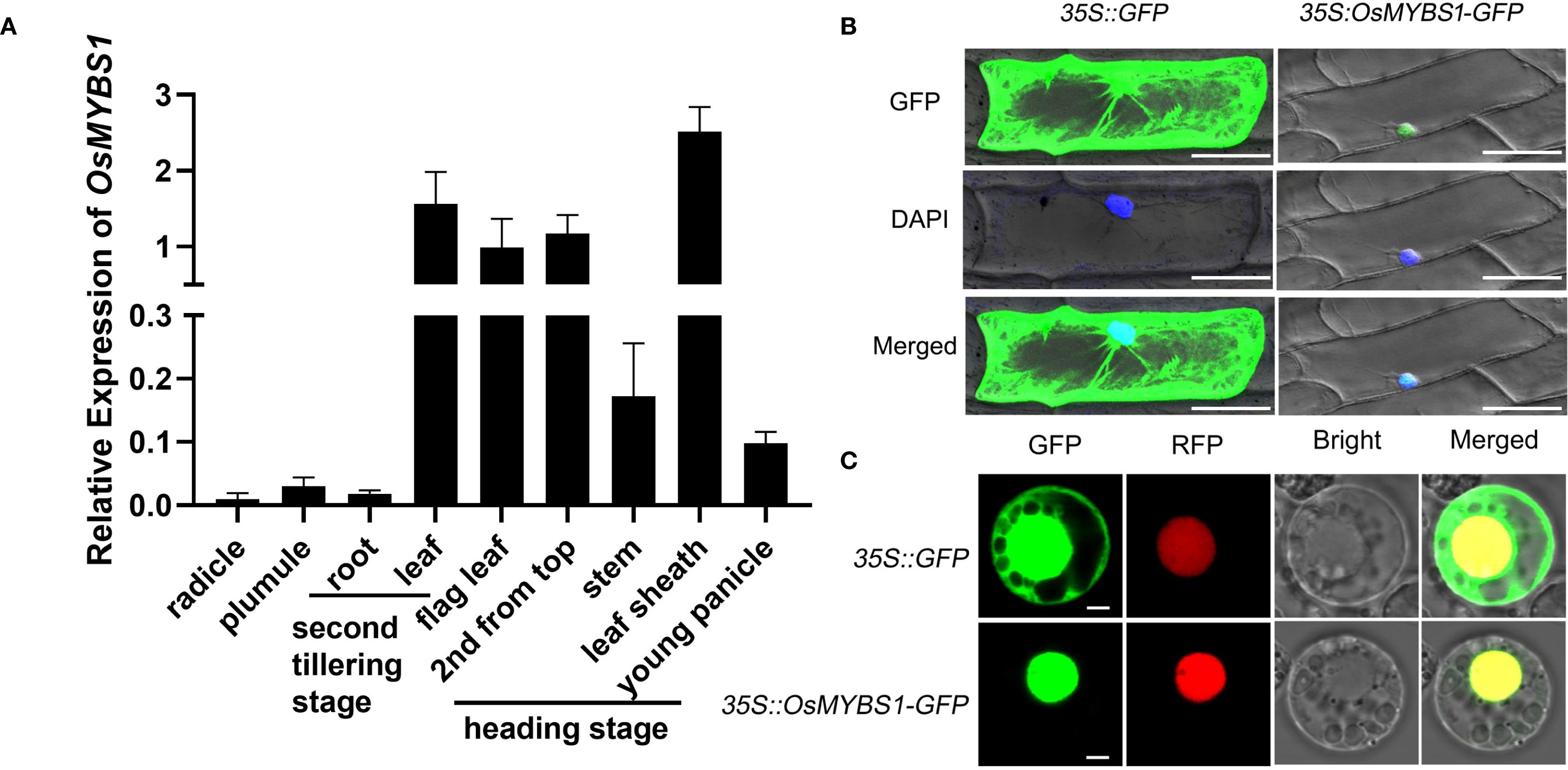Graph and microscopic analysis. Panel A shows a bar graph representing the relative expression of OsMYBS1 during different plant stages, with higher expression in the heading stage. Panel B presents microscopic images of plant tissues expressing GFP and OsMYBS1-GFP, highlighting fluorescence and DAPI-stained nuclei. Panel C depicts fluorescence and bright-field microscopy images of tissues expressing 35S::GFP and 35S::OsMYBS1-GFP, demonstrating localization patterns in plant cells.