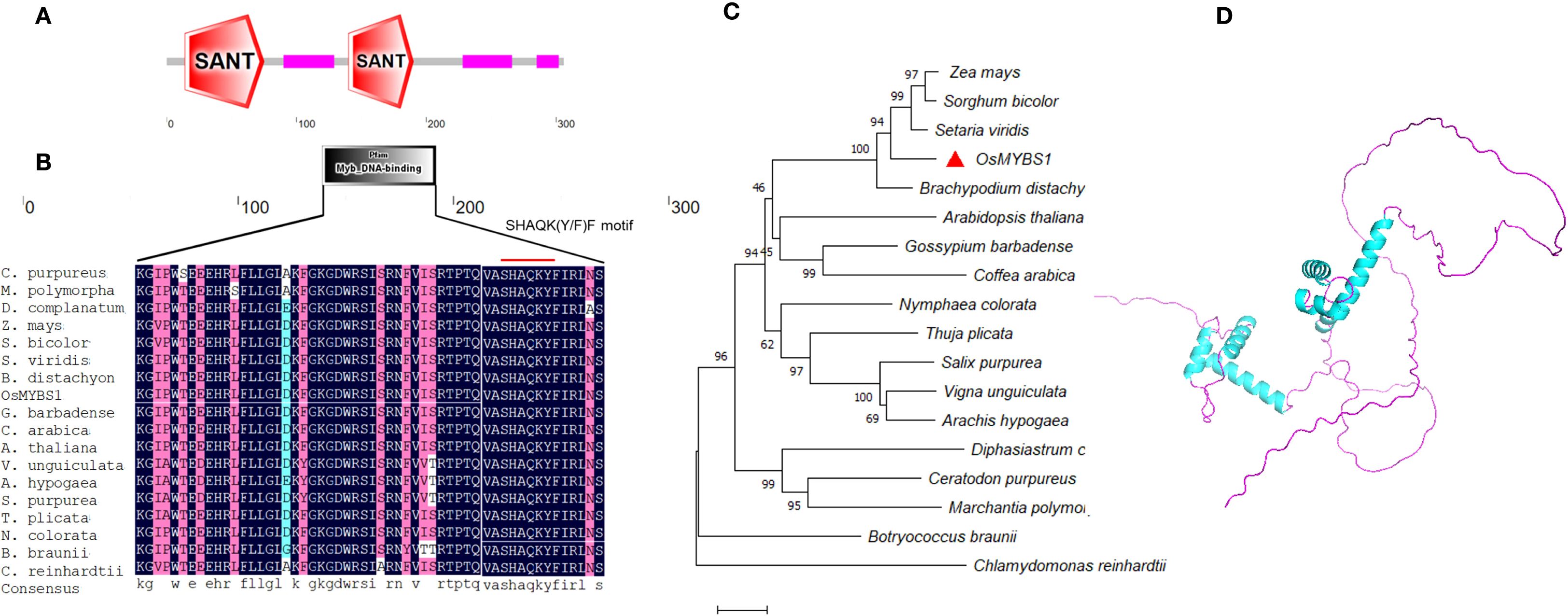 Diagram showing four panels related to protein structure and phylogeny: Panel A illustrates a protein domain with two SANT motifs. Panel B displays a sequence alignment highlighting the SHAQK(Y/F)F motif. Panel C presents a phylogenetic tree featuring various plant species and the OsMYBS1 marker. Panel D provides a 3D protein structure with highlighted helical regions.