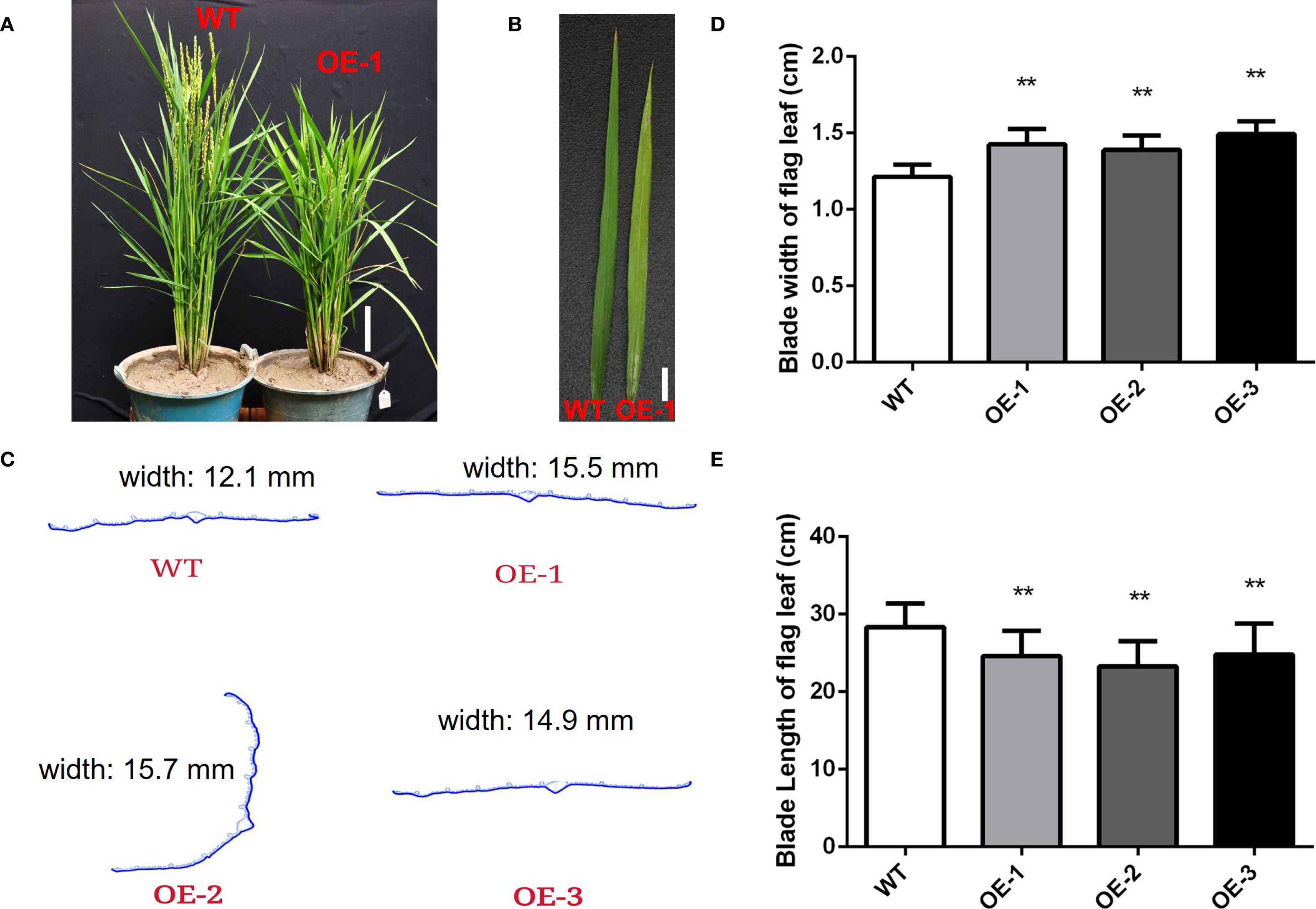 Comparison of wild-type (WT) and overexpression (OE) rice plants: (A) Side-by-side view of WT and OE-1 plants. (B) Comparison of leaf blades from WT and OE-1. (C) Measurements of blade width for WT, OE-1, OE-2, and OE-3. (D) Bar graph showing the blade width of flag leaves for WT, OE-1, OE-2, and OE-3, indicating increased width in OE varieties. (E) Bar graph showing the blade length of flag leaves, with WT having greater length than OE-1, OE-2, and OE-3. ** indicates significant difference.