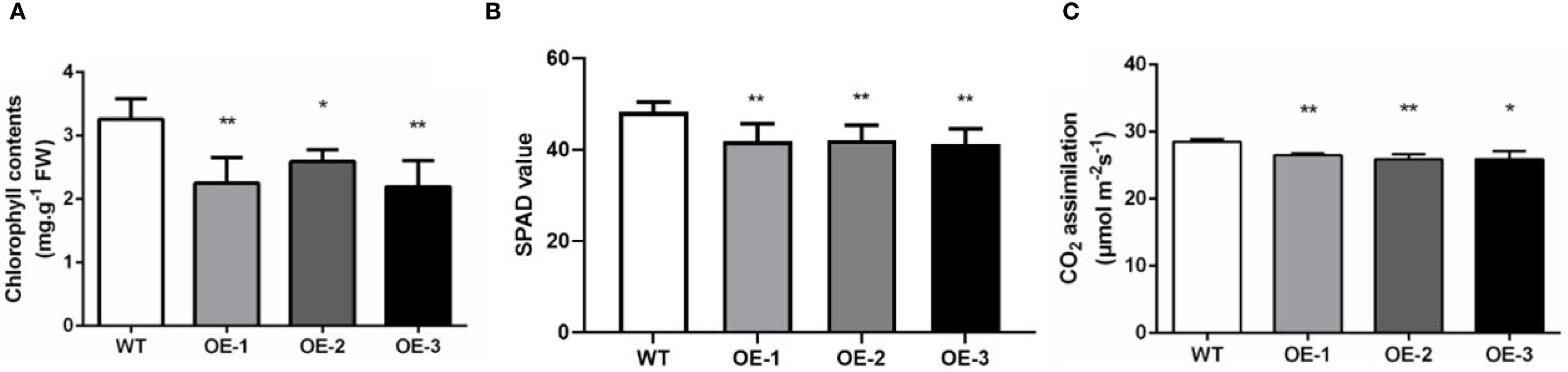 Bar graphs A, B, and C compare wild type (WT) and overexpressed (OE) variants OE-1, OE-2, and OE-3. Graph A shows chlorophyll content, with WT highest. Graph B shows SPAD values, with WT highest. Graph C shows COâ‚‚ assimilation, with WT and OE-3 similar. Asterisks indicate statistical significance.