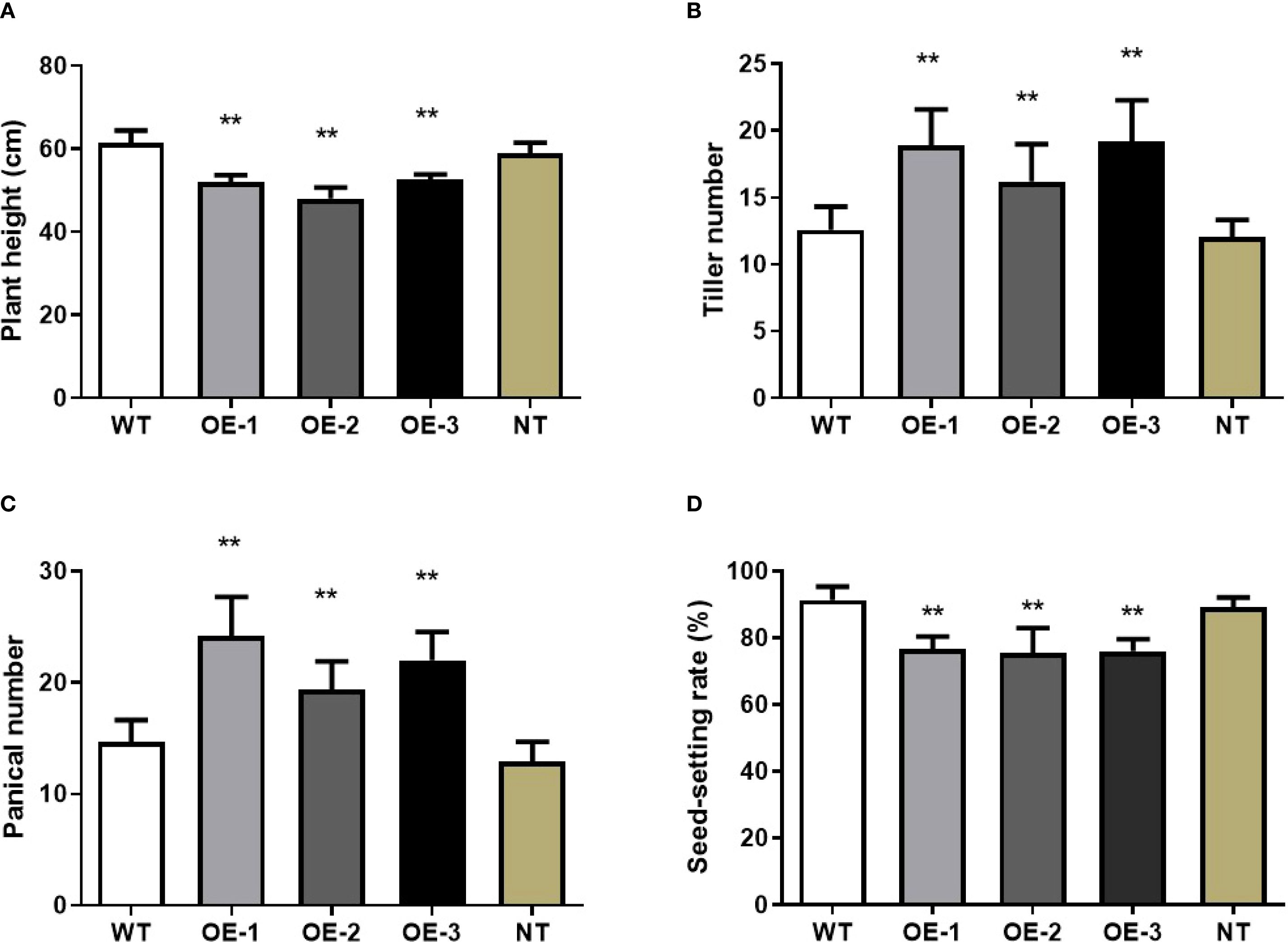 Bar charts compare plant growth traits for different groups (WT, OE-1, OE-2, OE-3, NT). Chart A shows plant height; OE lines are shorter than WT and NT. Chart B shows tiller number; OE lines have more tillers than WT, except NT. Chart C shows panicle number; OE lines have more than WT and NT. Chart D shows seed-setting rate; WT and NT have higher rates than OE lines. Significant differences are marked with asterisks.