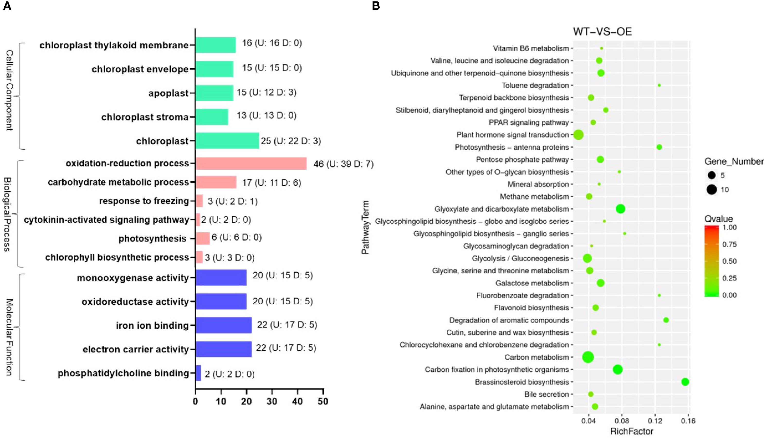 Panel A displays a bar chart of gene ontology categories, including cellular components, biological processes, and molecular functions, with upregulated (U) and downregulated (D) gene counts. Panel B shows a bubble plot of various pathway terms, comparing wild type versus overexpressed environments. The plot indicates gene number with bubble size and significance with colors on a scale from green (more significant) to red (less significant).