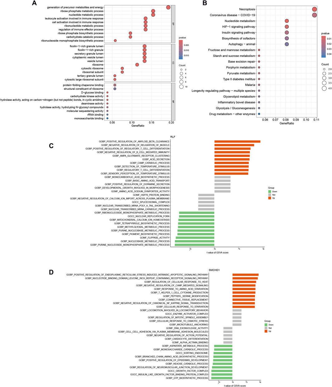 A group of charts illustrating gene set enrichment analysis. Panel A shows biological processes and their gene ratios with p-values indicated by color and circle size representing count. Panel B highlights pathways related to necroptosis, COVID-19, and metabolism. Panels C and D compare the GSVA scores of genes RLF and SMOC1, with green, orange, and gray bars indicating down, up, and neutral regulation, respectively.