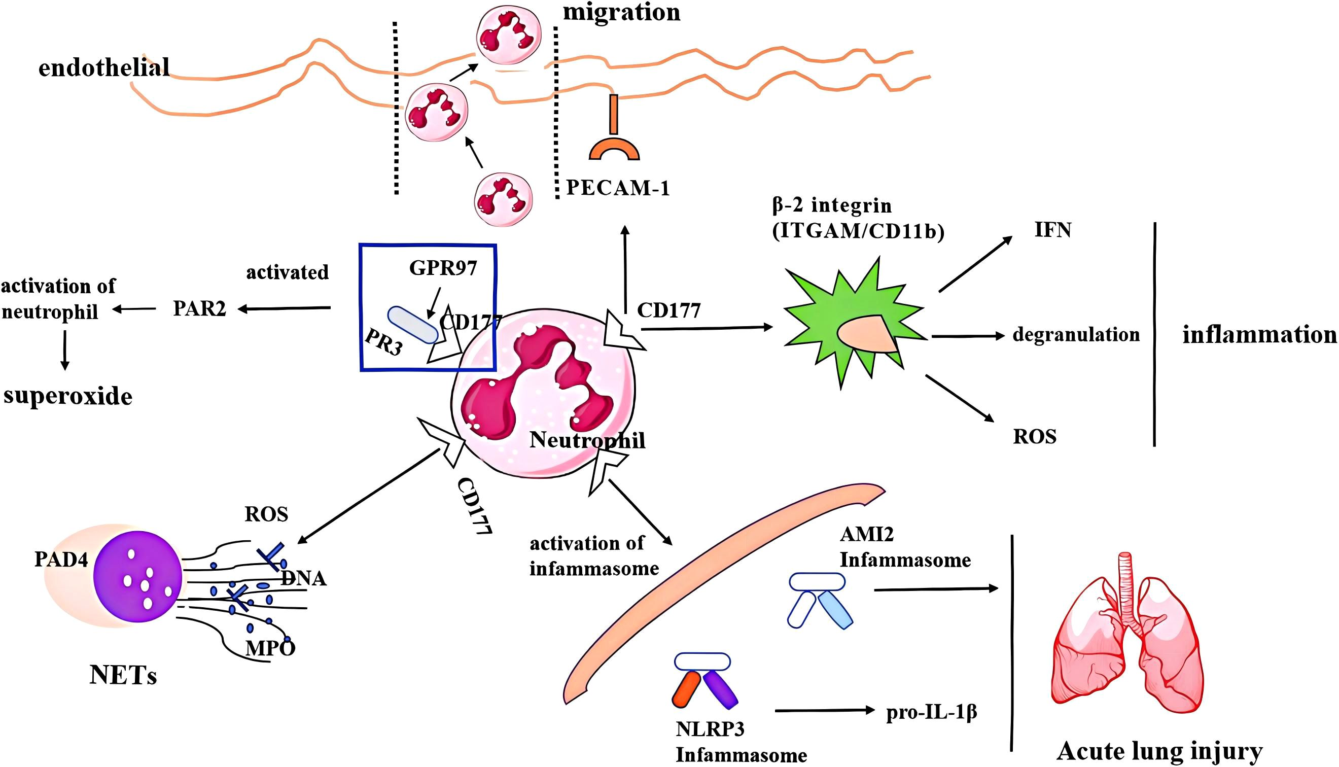 Diagram illustrating the pathway leading to acute lung injury through neutrophil migration, activation, and inflammasome pathways. Neutrophils migrate across endothelial cells via PECAM-1 and are activated by PAR2, releasing superoxide and stimulating inflammation through degranulation and ROS production. CD177+neutrophils release higher NETs involved the process of varies disease. Activation of inflammasomes including NLRP3 and AIM2 leads to inflammation and pro-IL-1b production, resulting in acute lung injury.