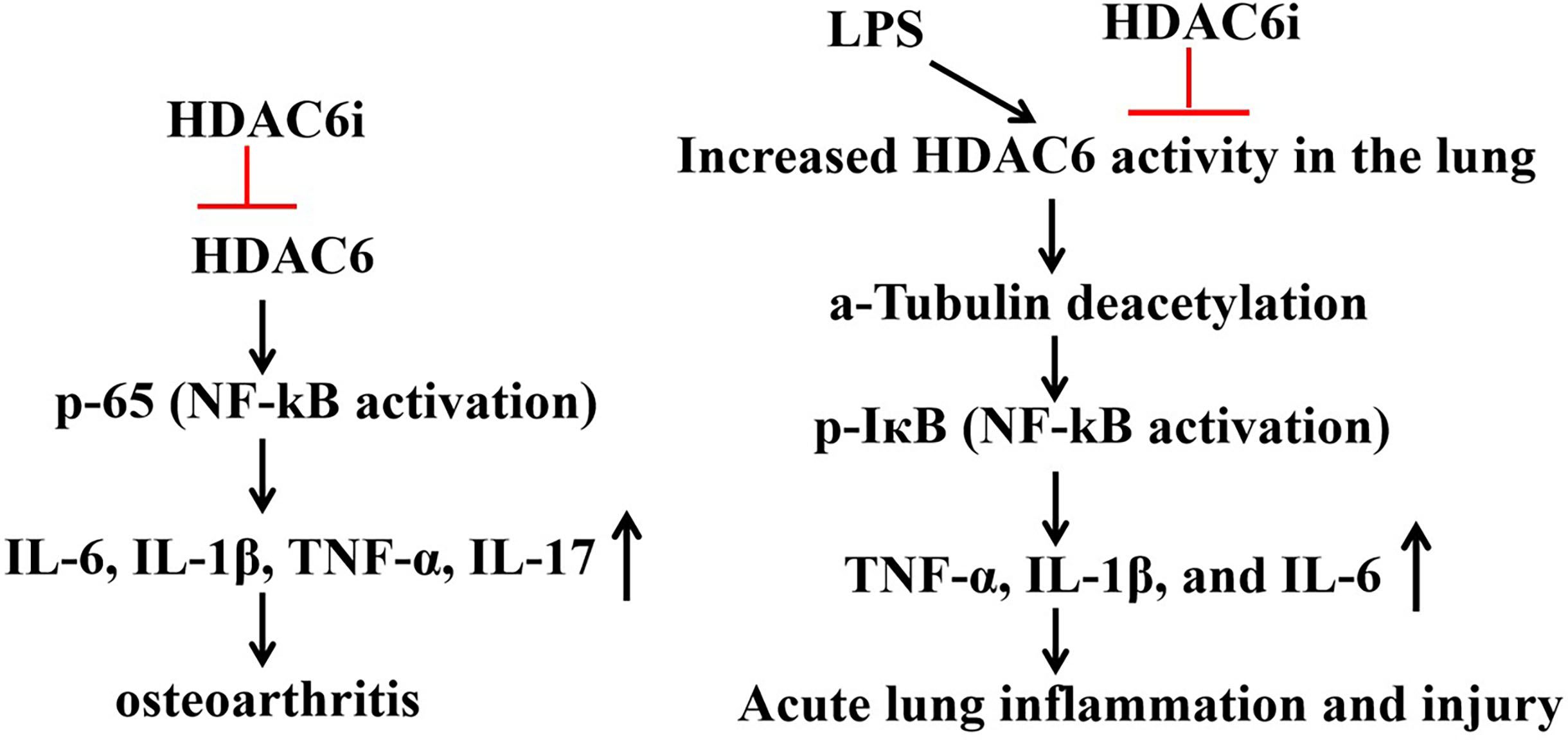 Flowchart showing two pathways involving HDAC6 activity. Left path: HDAC6 inhibition reduces NF-kB activation, lowering cytokines (IL-6, IL-1β, TNF-α, IL-17) and leading to osteoarthritis. Right path: increased HDAC6 activity from LPS leads to α-tubulin deacetylation, raising NF-kB activation, increasing cytokines (TNF-α, IL-1β, IL-6), resulting in acute lung inflammation and injury.