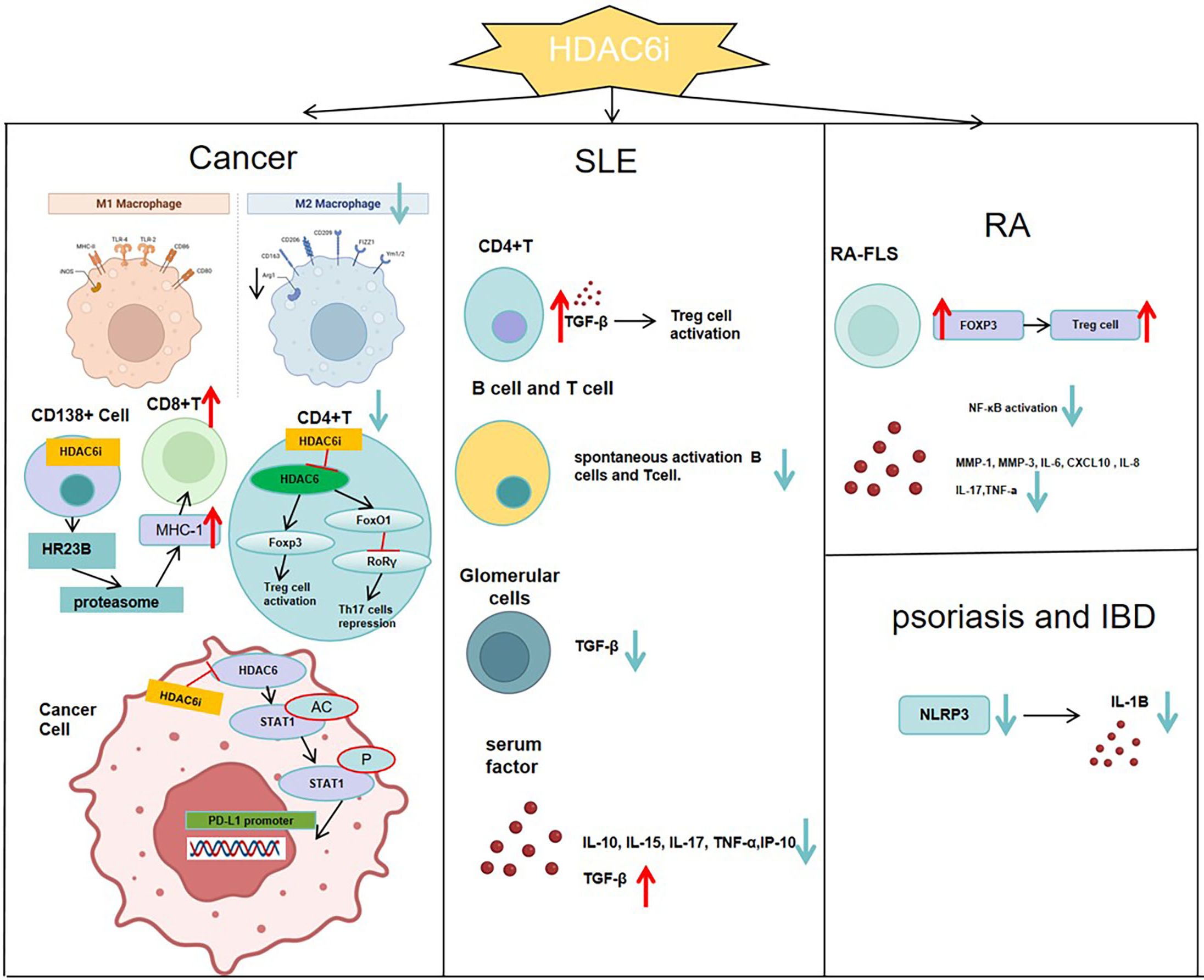 Diagram illustrating the effects of HDAC6 inhibitors (HDAC6i) on various conditions. In cancer, HDAC6i affect CD138+ cells, CD8+ T cells, and promote MHCI expression, impacting macrophages and cancer cell pathways. In systemic lupus erythematosus (SLE), HDAC6i promote TGF-β signaling, activating Treg cells and spontaneous activation of B and T cells, affecting glomerular cells. In rheumatoid arthritis (RA), HDAC6i impact RA-FLS cells, FoxP3 expression, and NF-κB activation. In psoriasis and inflammatory bowel disease (IBD), HDAC6i influence NLRP3 and IL-1B production.