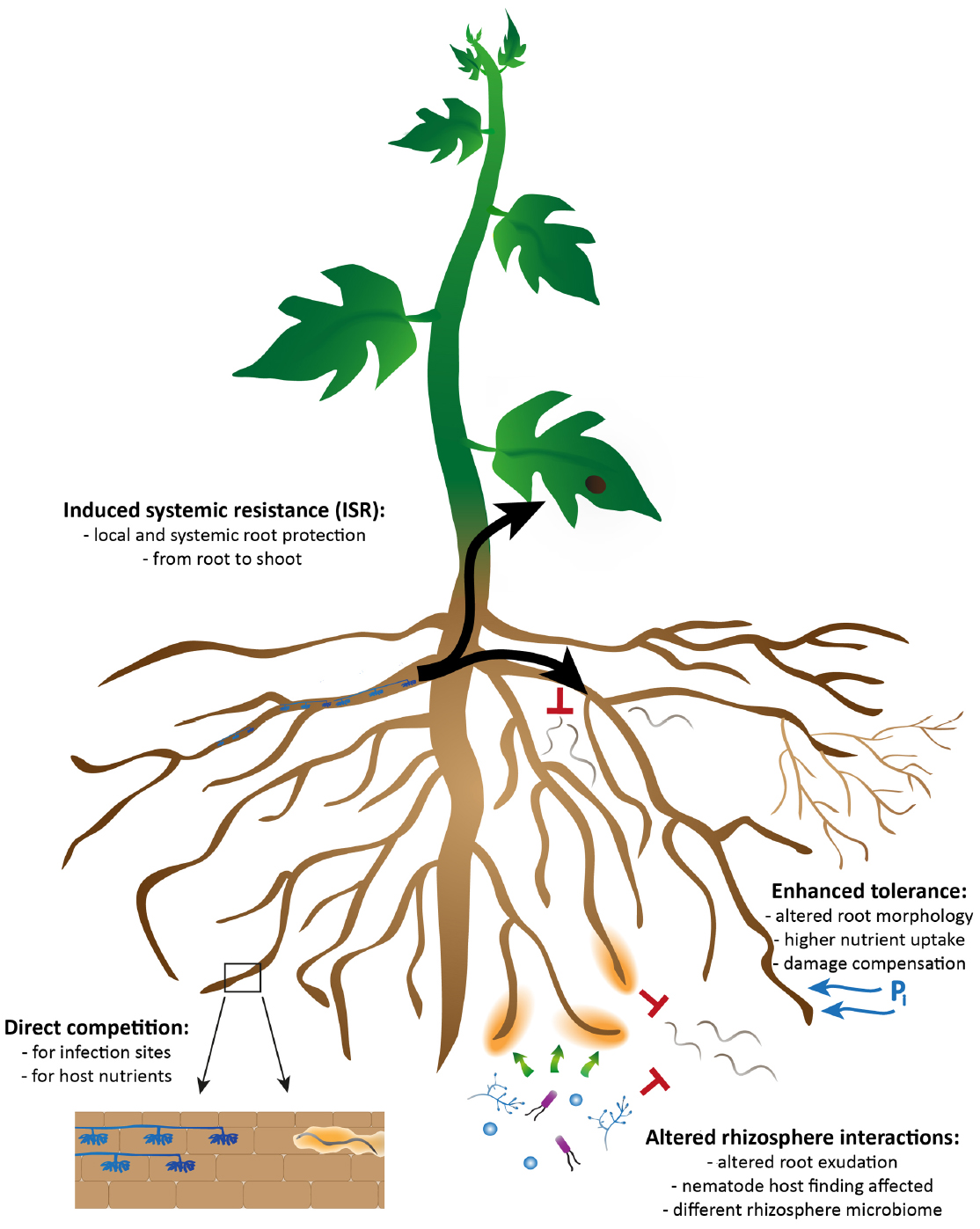 Frontiers | Arbuscular Mycorrhizal Fungi for the Biocontrol of Plant ...