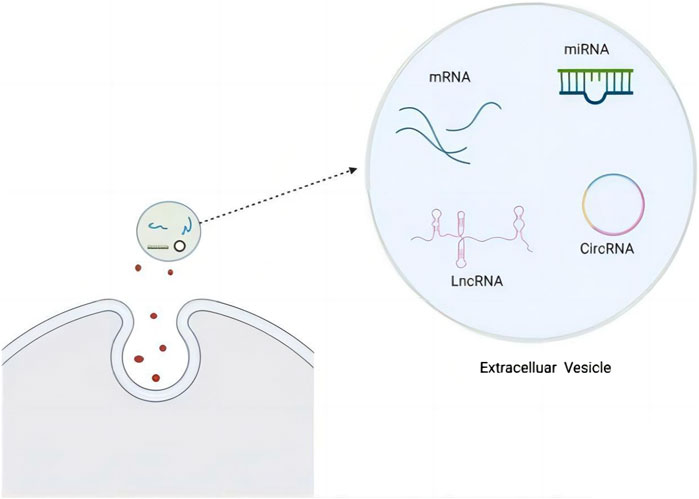 Diagram illustrating an extracellular vesicle releasing components like mRNA, miRNA, LncRNA, and circRNA. A vesicle near a cell membrane releases particles, with a detailed view showing the RNA types.