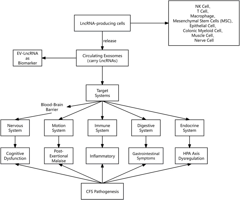 Flowchart detailing LncRNA in CFS pathogenesis. LncRNA-producing cells release circulating exosomes carrying LncRNAs, targeting systems like nervous, motion, immune, digestive, and endocrine systems. Effects include cognitive dysfunction, post-exertional malaise, inflammation, gastrointestinal symptoms, and HPA axis dysregulation, leading to CFS pathogenesis. Cells involved: NK cell, T cell, macrophage, mesenchymal stem cells, epithelial cell, colonic myeloid cell, muscle cell, nerve cell. EV-LncRNA acts as a biomarker.