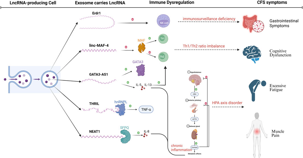 Diagram illustrating how lncRNA-producing cells release exosomes carrying lncRNA, leading to immune dysregulation and CFS symptoms. LncRNAs like Erdr1, linc-MAF-4, GATA3-AS1, THRIL, and NEAT1 affect immune functions and pathways, causing immunosurveillance deficiency, Th1/Th2 imbalance, HPA axis disorder, and chronic inflammation. These disruptions are linked to symptoms such as gastrointestinal issues, cognitive dysfunction, excessive fatigue, and muscle pain.