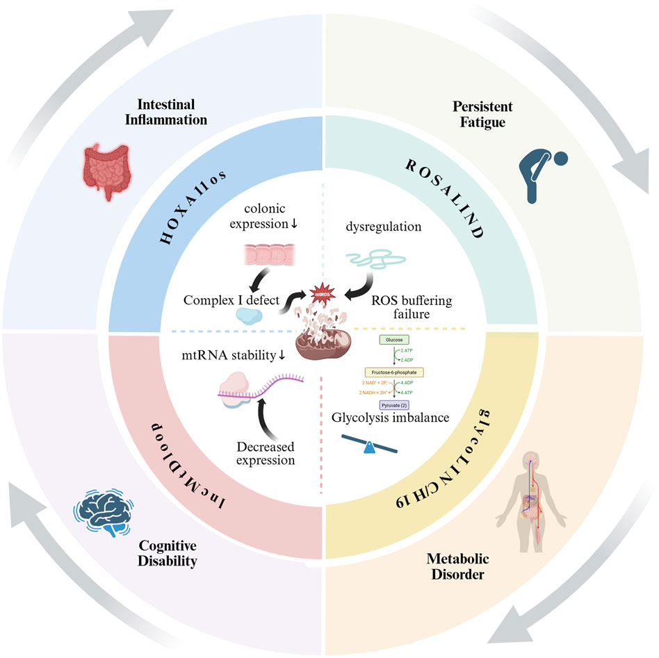 Diagram showing the cyclical relationship between HOXA11os, ROSALIND, EVOLIN, and DEINOCLOOP, leading to intestinal inflammation, persistent fatigue, cognitive disability, and metabolic disorder. HOXA11os causes colonic expression decrease, leading to Complex I defect and mtRNA stability reduction. ROSALIND involves dysregulation and ROS buffering failure. EVOLIN leads to glycolysis imbalance. These processes contribute to various health issues. Arrows indicate the continuity of the cycle.