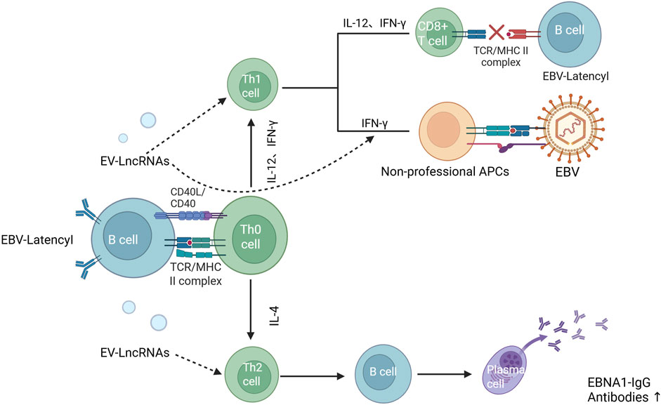 Flowchart illustrating the interactions between B cells, T cells, and EBV (Epstein-Barr Virus) in latent infection. B cells, under EBV latency type I, interact with Th0 cells through TCR/MHC II and CD40/CD40L complexes. Th0 cells differentiate into Th1 cells, releasing IL-12 and IFN-gamma, which further activate CD8+ T cells. Non-professional APCs present EBV to T cells. Th0 cells can also differentiate into Th2 cells, leading to antibody production by plasma cells, specifically EBNA1-IgG antibodies. EV-LncRNAs influence these processes, and arrows indicate the direction of interaction and differentiation.