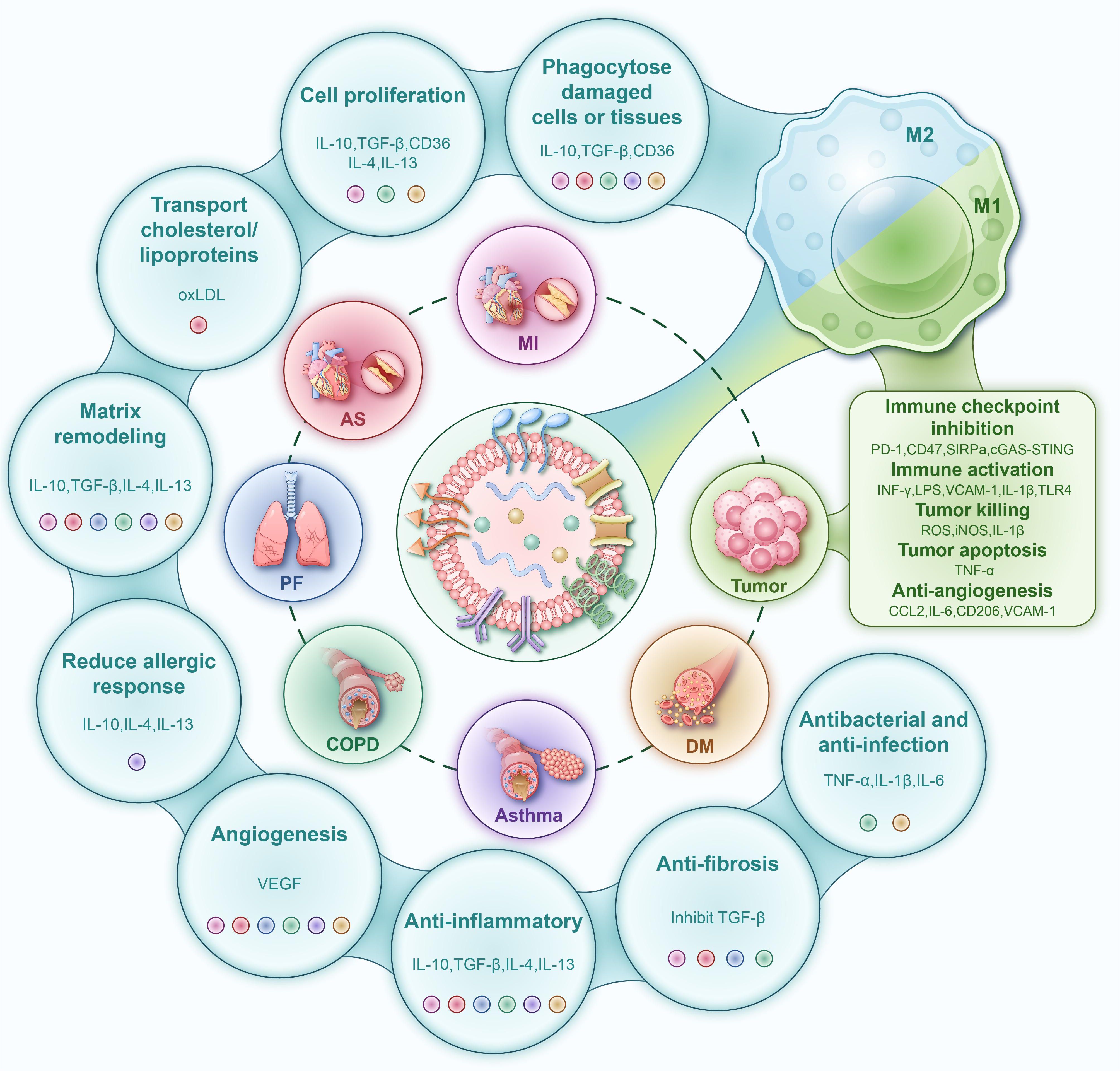 Illustrates of the interactions mediated by liposomes between immune cells and various physiological processes/diseases. Through interconnected bubbles, the diagram identifies how liposomes can differentially regulate macrophage polarization toward either M1 or M2 phenotypes. By promoting functions such as angiogenesis, cholesterol transport, and immune checkpoint inhibition, liposomes contribute to the treatment of various chronic diseases, including cardiovascular diseases, tumors, respiratory diseases, and diabetes mellitus.