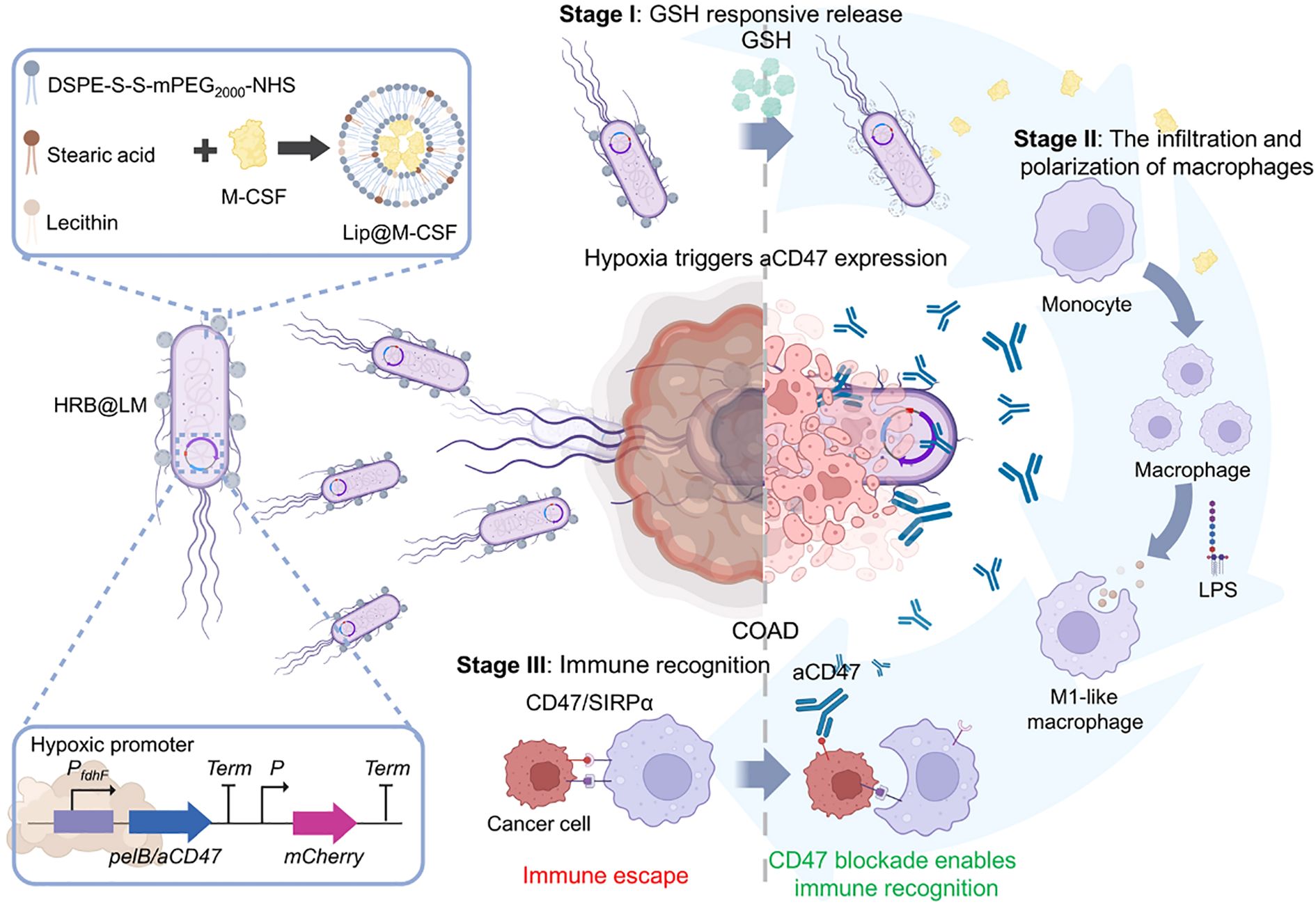 Illustration explaining a three-stage process involving HRB@LM in cancer treatment. Stage I depicts GSH responsive release. Stage II shows macrophage infiltration and polarization, indicating monocyte transformation to M1-like macrophages. Stage III illustrates immune recognition, where CD47 blockade is achieved, enabling immune cells to identify cancer cells. Inset diagrams detail molecular compositions and interactions involving DSPE-S-S-mPEG2000-NHS, M-CSF, and hypoxic promoter mechanisms.
