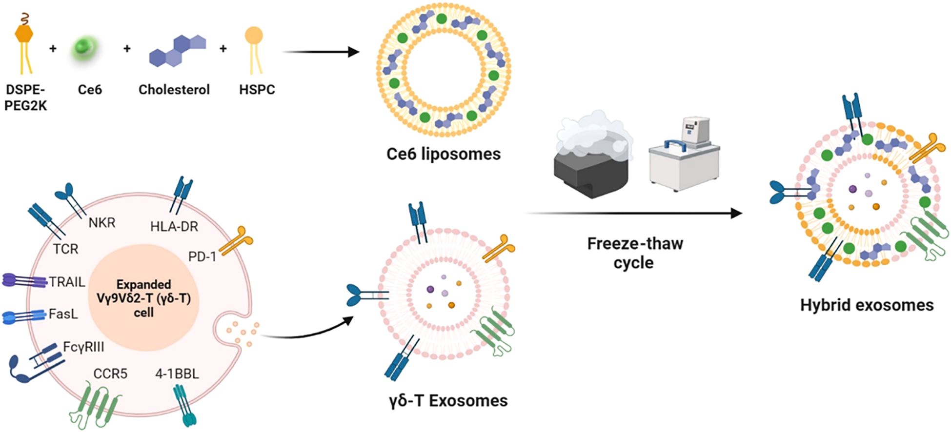 Diagram illustrating the formation of hybrid exosomes through a freeze-thaw cycle. Ingredients include DSPE-PEG2K, Ce6, cholesterol, and HSPC, forming Ce6 liposomes. Expanded Vγ9Vδ2-T cells contribute γδ-T exosomes featuring proteins like NKR, PD-1, and TRAIL. The freeze-thaw process merges Ce6 liposomes with γδ-T exosomes to create hybrid exosomes.