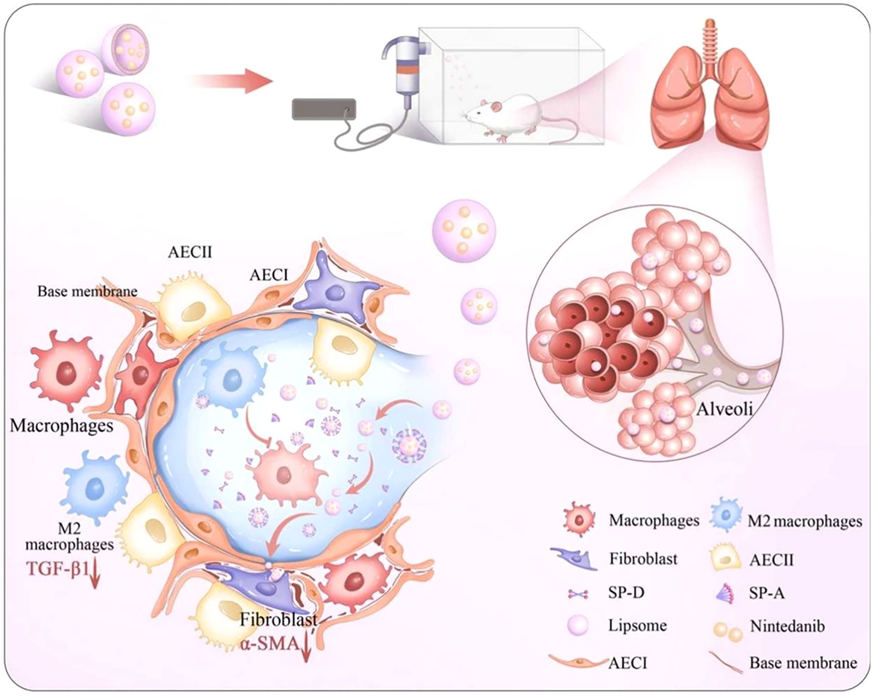 Illustration depicting a scientific process involving a liposome solution administered to a mouse, targeting lung alveoli. The main focus is a detailed cross-section of alveolar walls with labels for macrophages, M2 macrophages, fibroblasts, AECI, AECII, TGF-β1, and α-SMA. Adjacent to this, a diagram highlights alveoli composition. A legend identifies cell types and materials: macrophages, M2 macrophages, fibroblast, AECI, AECII, SP-D, SP-A, liposome, nintedanib, base membrane. Uses include studying drug delivery and cellular interactions in lung tissue.
