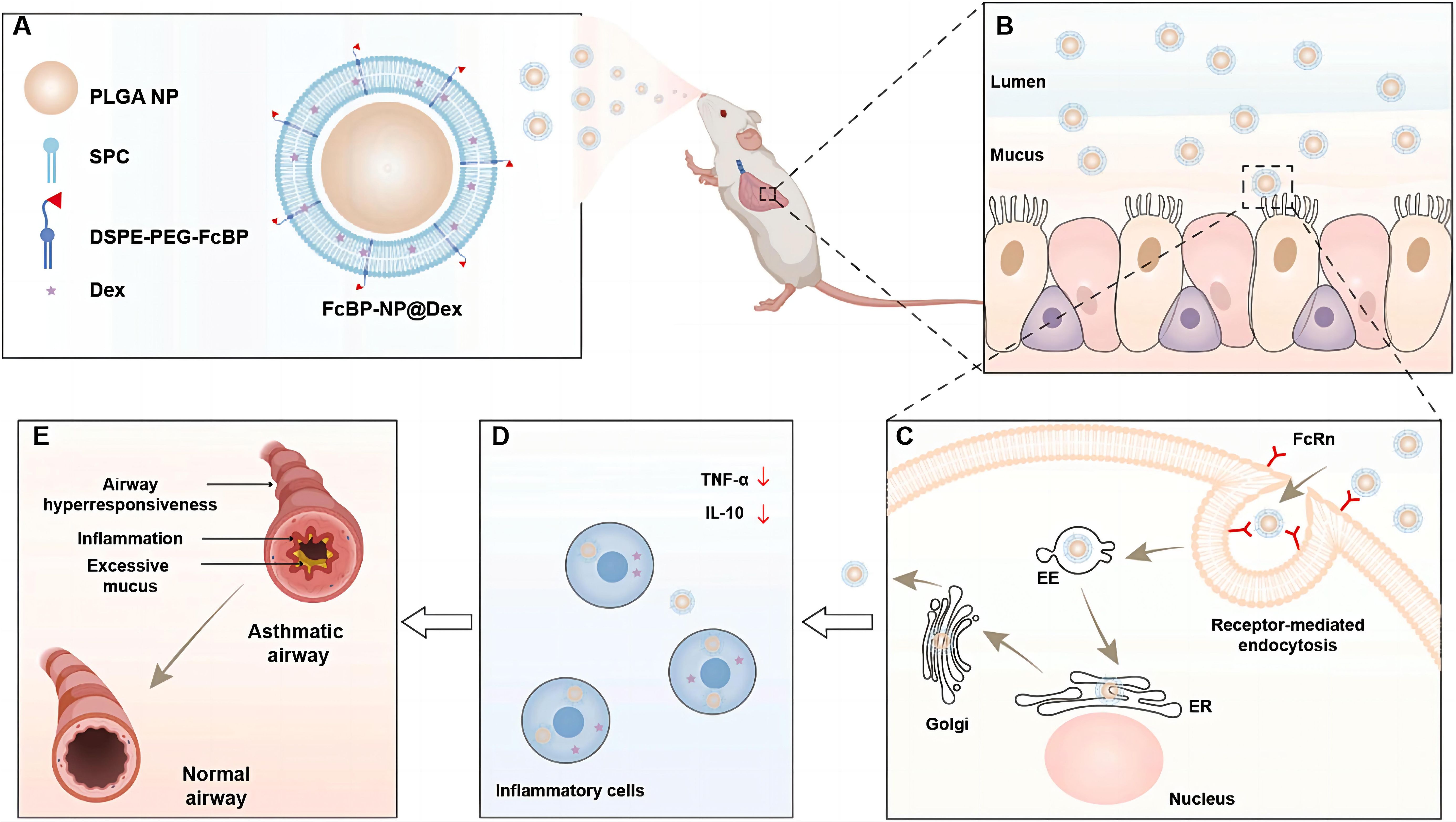 Diagram illustrating a therapeutic delivery system utilizing FcBP-NP@Dex nanoparticles. The upper left section displays the nanostructure with labeled components: PLGA nanoparticle core (PLGA NP), sphingomyelin (SPC), DSPE-PEG-FcBP conjugate, and dexamethasone (Dex). The upper right section highlights the process of nanoparticles penetrating the mucus layer to enter epithelial cells. The right section details the FcRn receptor-mediated endocytosis mechanism, illustrating intracellular trafficking of nanoparticles through the endoplasmic reticulum-Golgi apparatus pathway. The central section depicts the downregulation of tumor necrosis factor-alpha (TNF-α) and interleukin-10 (IL-10) levels in inflammatory cells. The lower left section compares normal airways with asthmatic airways, demonstrating characteristic inflammatory responses in the latter.