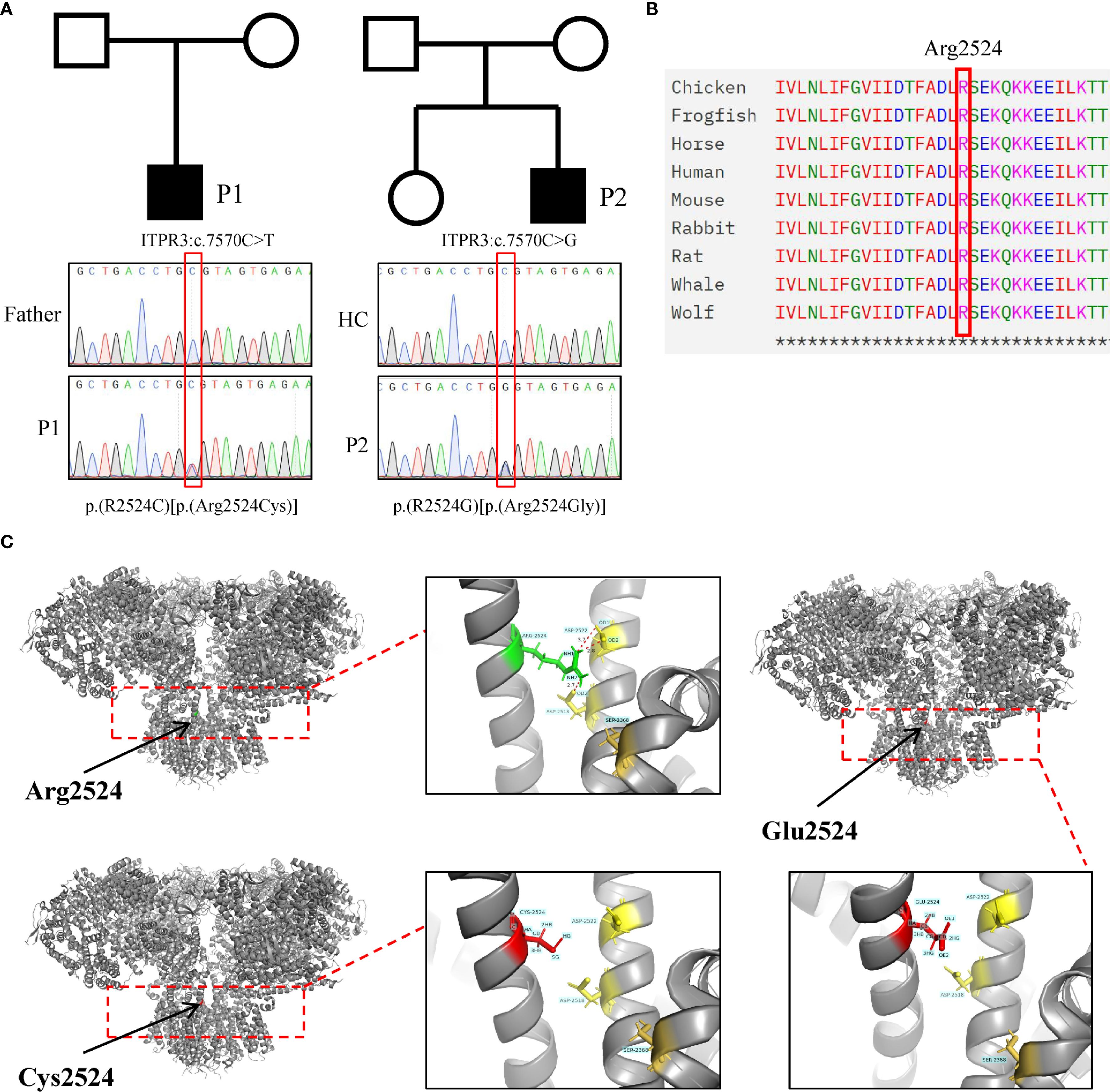 Pedigree chart and sequence analyses are shown with multiple alignments and 3D molecular structures of protein mutations. Panel A displays the inheritance pattern and genetic sequencing of two patients with specific mutations. Panel B shows a sequence alignment of various species highlighting the Arg2524 location. Panel C illustrates 3D structures of the protein with detailed views of Arg2524, Cys2524, and Glu2524 mutations, highlighting molecular interactions.