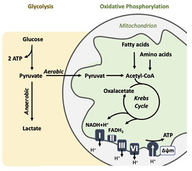Four bar graphs labeled A, B, C, and D show Oxygen Consumption Rate (OCR) measured in picomoles per minute per one times ten to the sixth cells. Graph A depicts various groups labeled Q, A, B1, B2, C2, L10, and L25 with B1 and B2 having higher values. Graph B compares G1.5 and G2.0, indicating a significant increase in G2.0. Graph C presents similar groups as A with lesser OCR values. Graph D shows G1.5 and G2.0, also indicating a significant increase in G2.0.