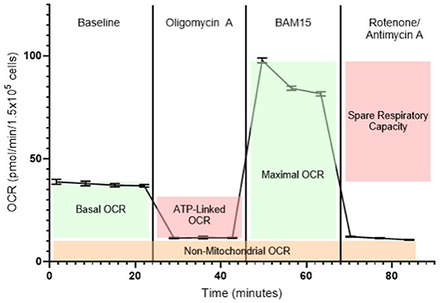 Diagram of cellular respiration showing two processes: glycolysis and oxidative phosphorylation. Glycolysis occurs in the cytoplasm, converting glucose to pyruvate and producing 2 ATP. In aerobic conditions, pyruvate enters the mitochondrion for the Krebs cycle, generating NADH and FADH2. These transfer electrons through the electron transport chain, producing ATP. Under anaerobic conditions, pyruvate converts to lactate. The diagram highlights fatty acids and amino acids entering the process, with oxalacetate in the Krebs cycle.