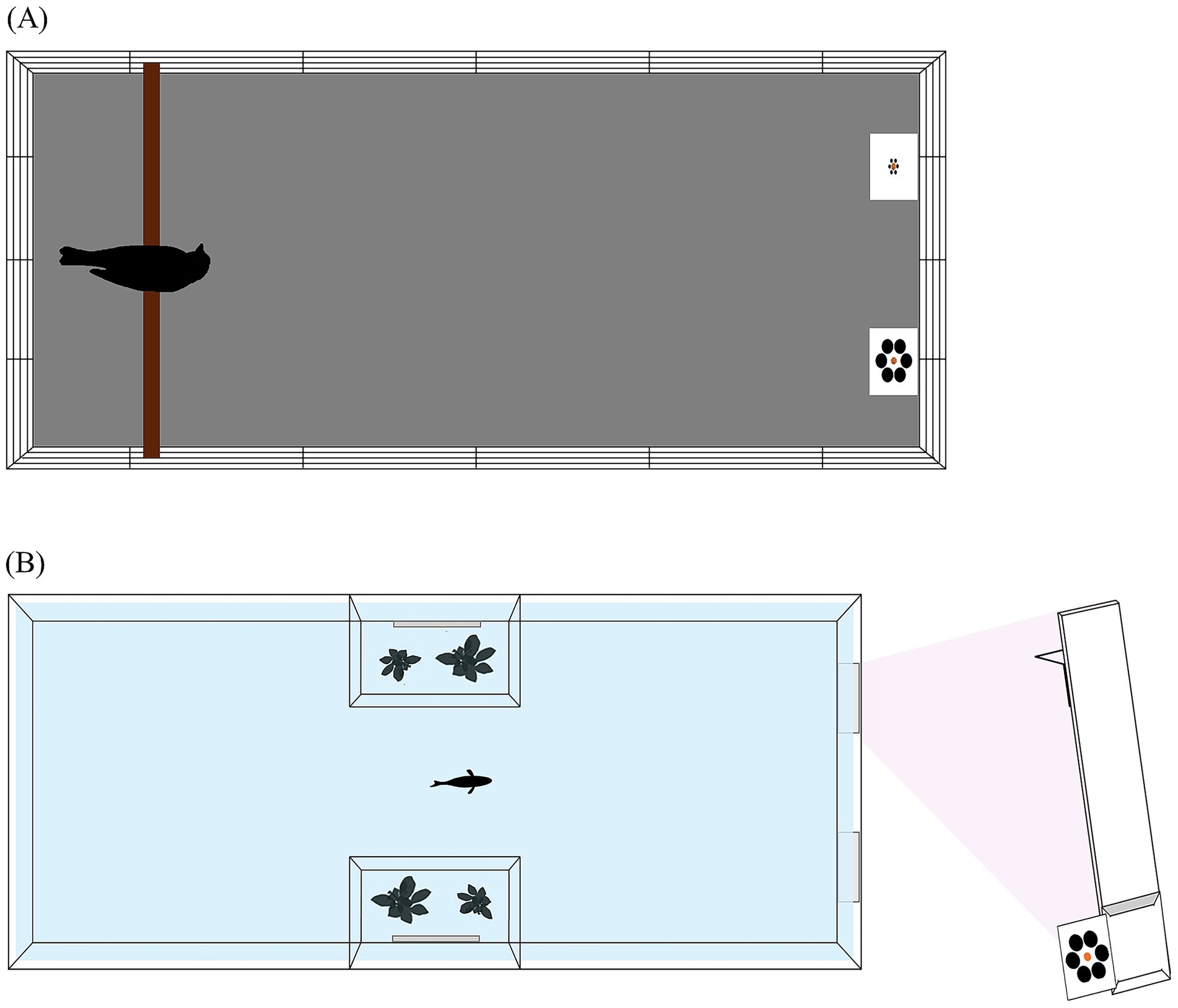 Diagram showing two experimental setups. (A) Top view of an enclosure with a bird on a perch and two stimuli on the floor. (B) Top view of an aquarium with a fish and plants, along with a camera setup on the side.