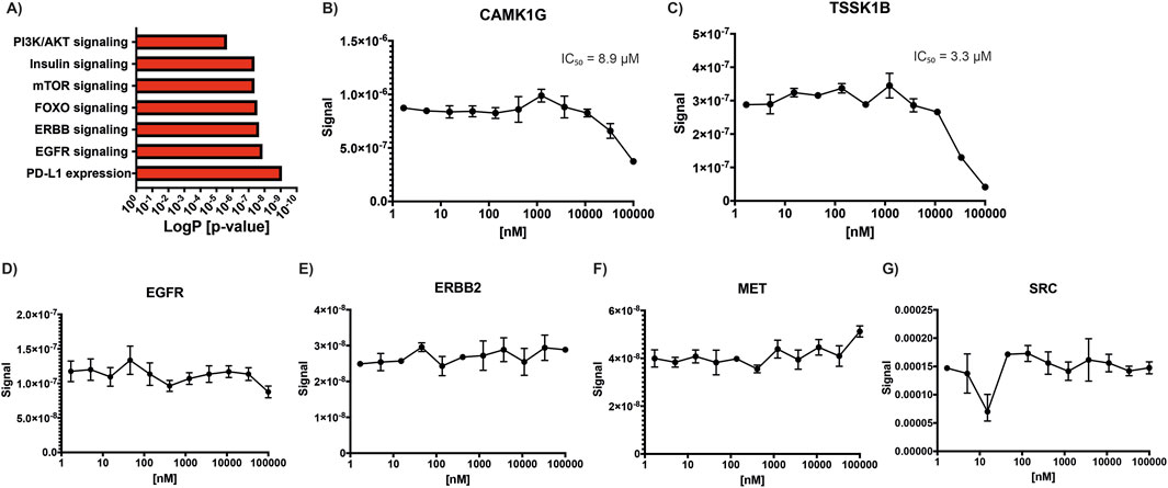 (A) Bar chart showing pathways with logarithmic p-values; PI3K/AKT signaling to PD-L1 expression. (B-G) Line graphs displaying signal versus concentration for CAMK1G, TSSK1B, EGFR, ERBB2, MET, and SRC with respective IC50 values.