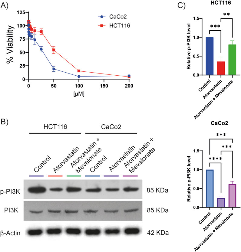 A three-part figure shows: A) A line graph depicting cell viability against drug concentration in CaCo2 and HCT116 cells. CaCo2 viability decreases more steeply than HCT116. B) Western blot analysis for HCT116 and CaCo2 showing p-PI3K, PI3K, and β-Actin levels under different treatments: Control, Atorvastatin, Atorvastatin plus Mevalonate. C) Bar graphs indicating relative p-PI3K levels for HCT116 and CaCo2 under the same conditions, showing significant differences marked by asterisks.