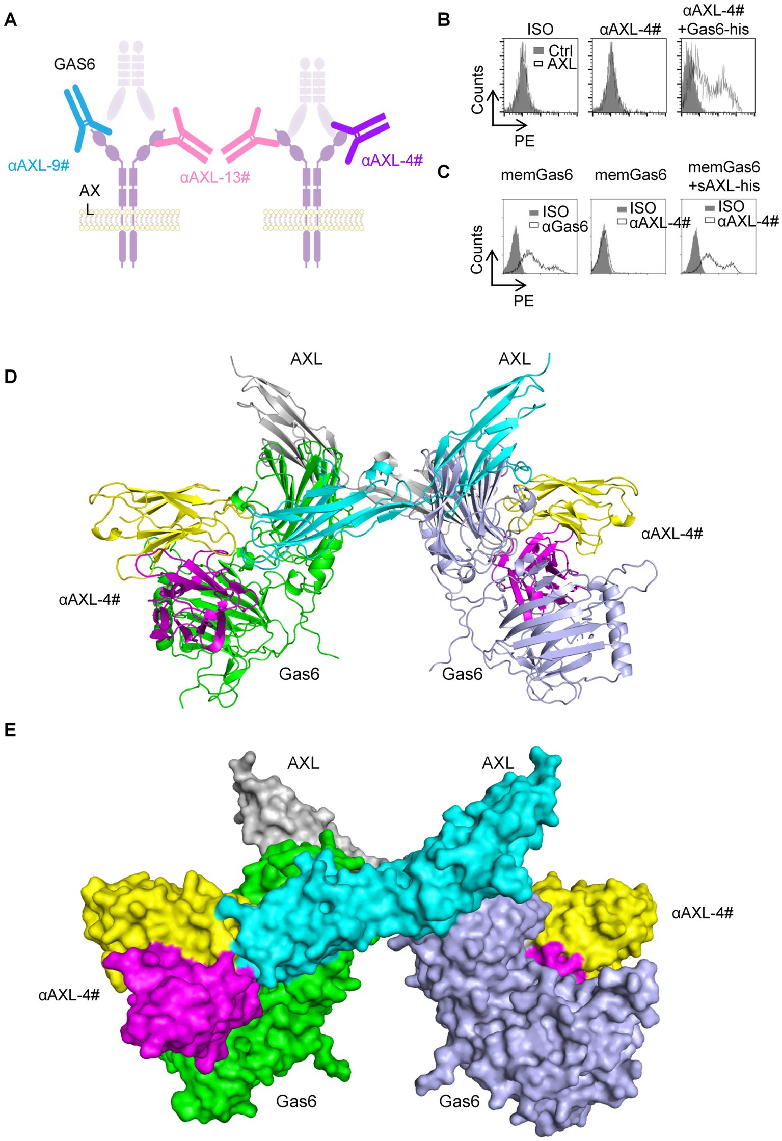 Diagram showing the interaction between GAS6 and AXL receptors with specific antibodies. (A) Illustrates different antibodies targeting AXL. (B) and (C) display flow cytometry histograms of antibody binding. (D) and (E) show molecular structures of the GAS6-AXL interaction with marked components and antibodies, highlighting the αAXL-4# antibody in different colors.