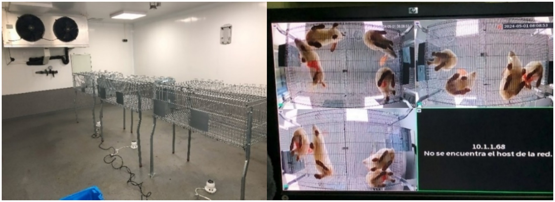 The left side shows a room containing six wire mesh cages, with a camera installed below every two cages. On the right, a screen presents the three video feeds used to monitor the rabbit behaviour and posture within the room.