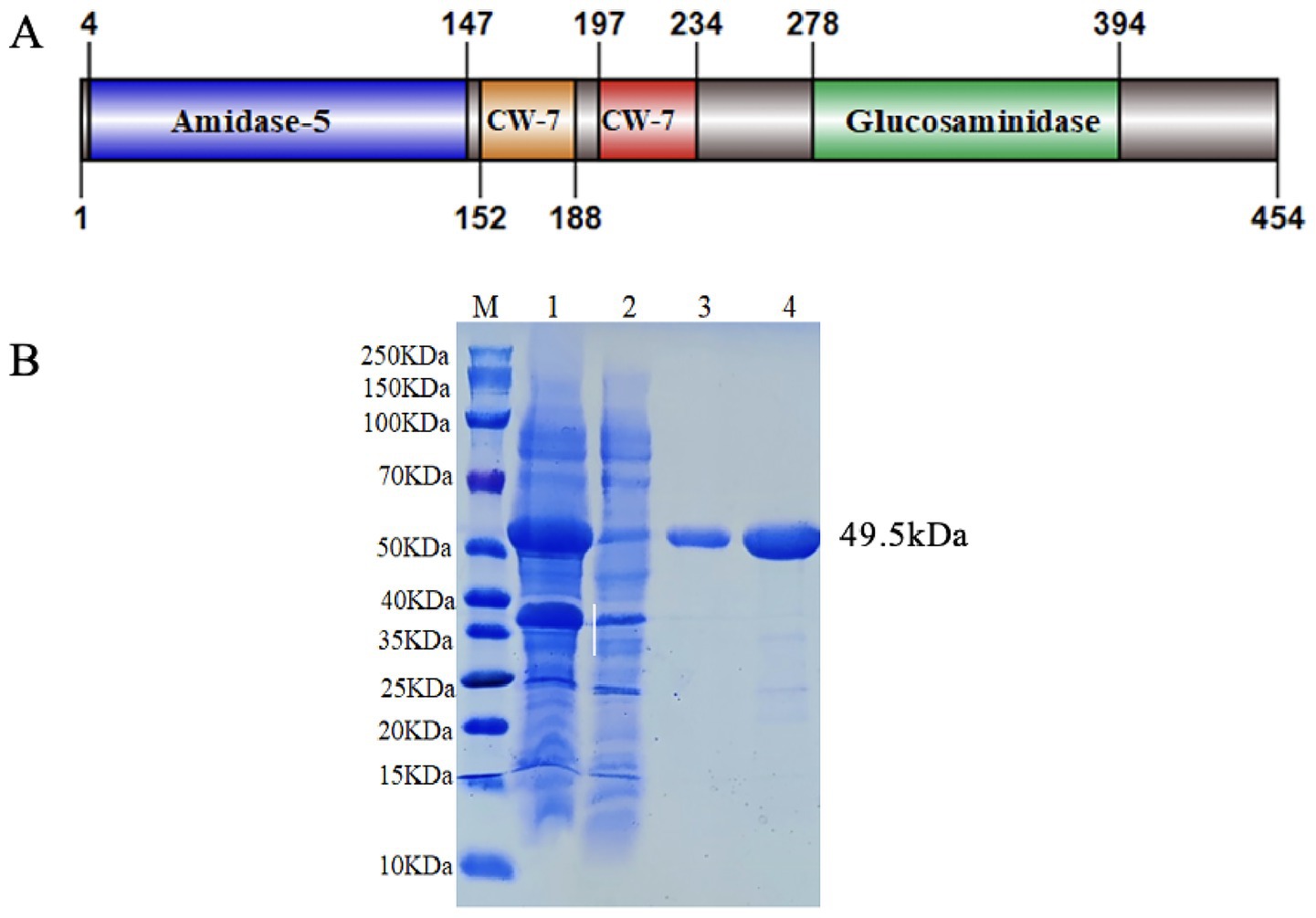 Diagram labeled A shows protein domains: Amidase-5, CW-7, and Glucosaminidase, with specific amino acid positions. Part B presents a protein gel with lanes marked M, 1, 2, 3, and 4; molecular weight markers range from ten to two hundred fifty kilodaltons. Lane 2 shows a band at 49.5 kilodaltons.