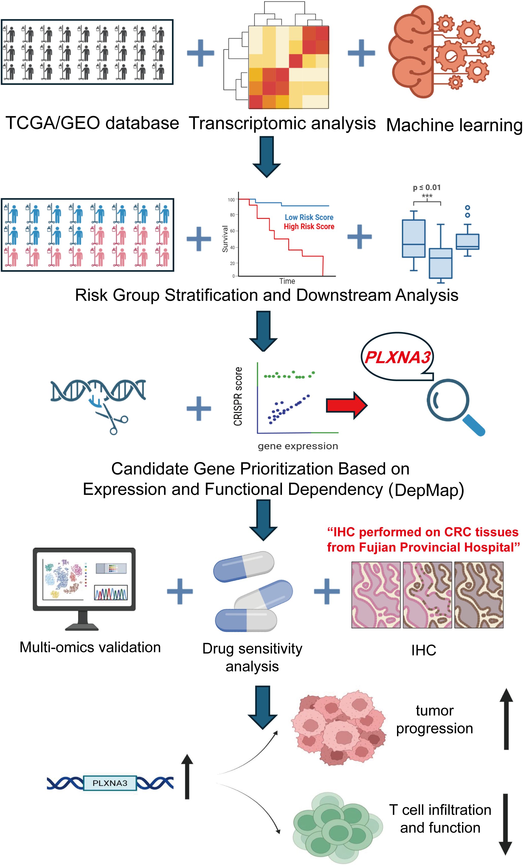 Flowchart illustrating the process of identifying candidate genes for cancer research. It begins with TCGA/GEO database access, transcriptomic analysis, and machine learning. Next, risk group stratification and analysis involve survival and box plots. Candidate genes are prioritized based on expression and CRISPR scores, emphasizing PLXNA3. Validation includes multi-omics, drug sensitivity analysis, and immunohistochemistry (IHC) on CRC tissues, contributing to insights on tumor progression and T cell function.