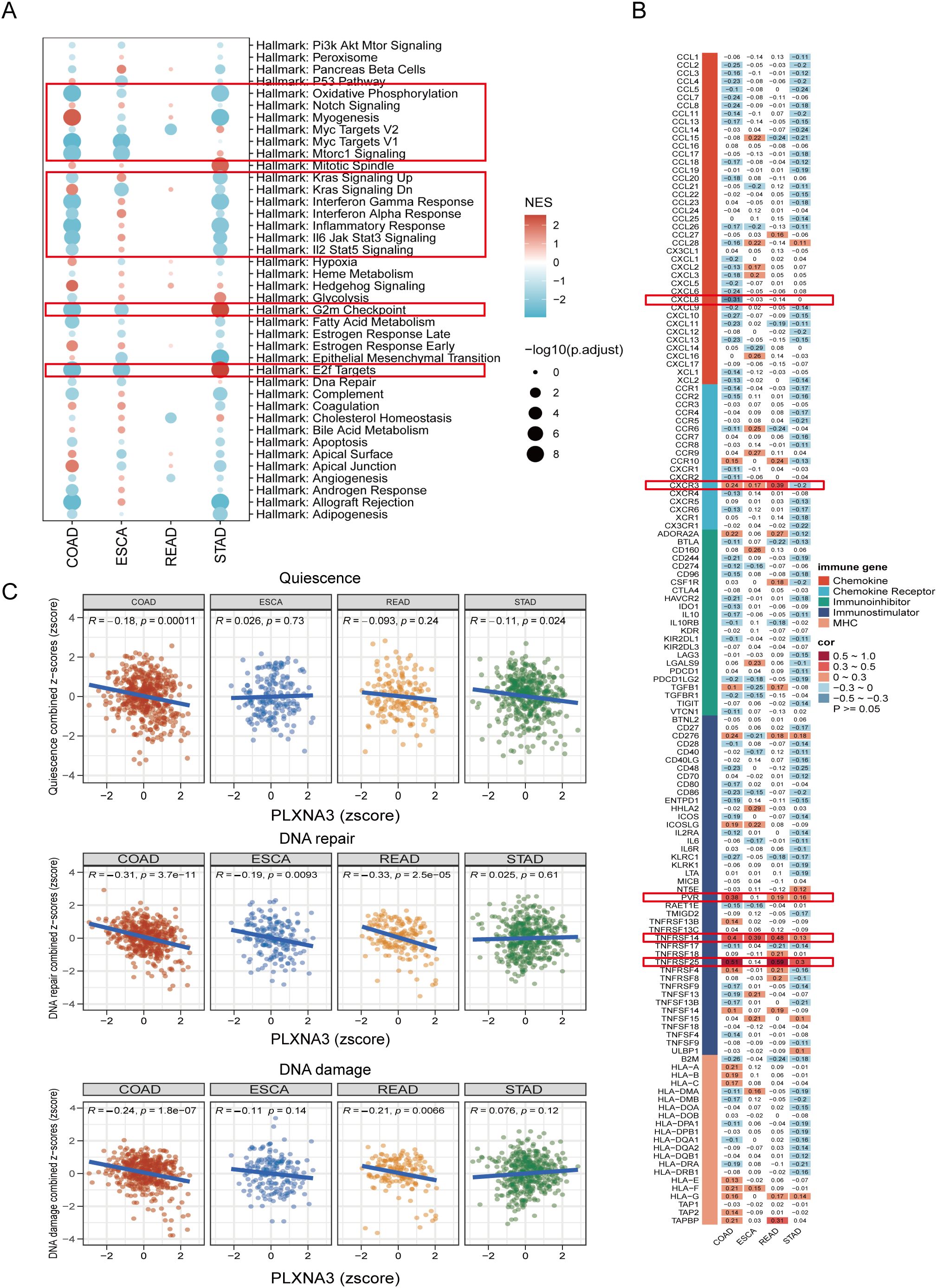 Composite image with three sections. A: Bubble chart showing hallmark pathways across cancer types COAD, ESCA, READ, and STAD, highlighting pathways such as PI3K AKT, MYC targets, and E2F targets. B: Heatmap displaying immune gene expression correlations in the same cancer types. C: Scatter plots illustrating the relationship between PLXNA3 z-scores and quiescence, DNA repair, and DNA damage across the cancer types, with different colored dots for each type.
