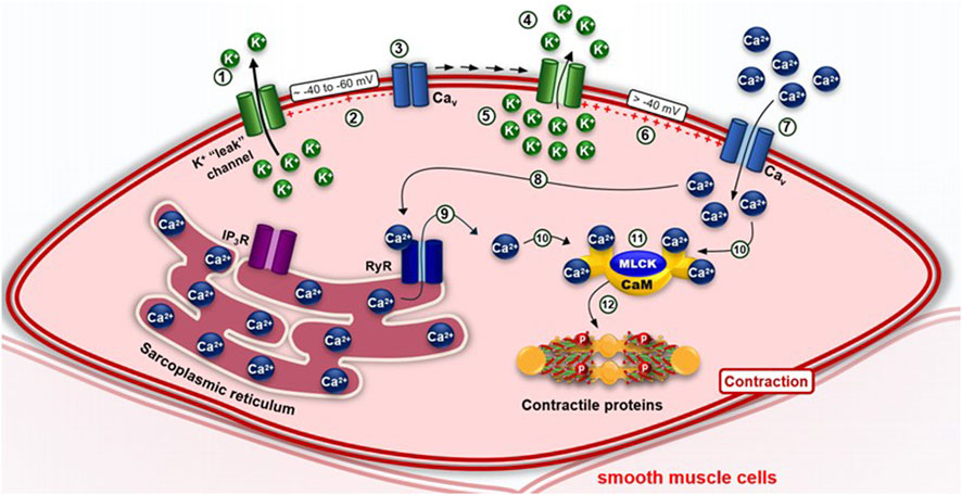 Diagram illustrating calcium signaling pathways in smooth muscle cells. It shows the movement of potassium ions via a leak channel, calcium ions through voltage-gated channels, and the release of calcium from the sarcoplasmic reticulum. Calcium binds to calmodulin and MLCK, activating contractile proteins, leading to muscle contraction. Labels indicate the sequence of events contributing to this process.