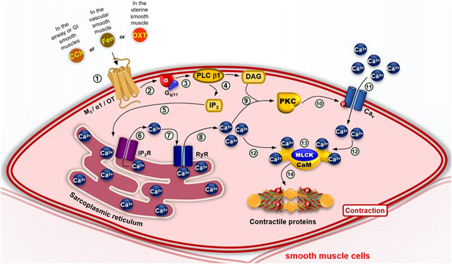 Diagram illustrating the molecular pathway of smooth muscle contraction. The process involves acetylcholine (CCh), fenoterol (Fen), and oxytocin (OXT) binding to receptors, triggering a series of intracellular reactions. These include activation of G proteins, phospholipase C (PLC β1), and subsequent production of inositol trisphosphate (IP3) and diacylglycerol (DAG). Calcium ions (Ca²⁺) are released from the sarcoplasmic reticulum and enter through calcium channels. Calcium complexes with calmodulin (CaM) to activate myosin light chain kinase (MLCK), leading to phosphorylation of contractile proteins and muscle contraction.