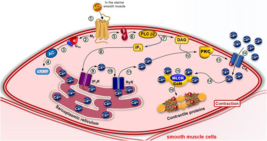 Diagram of signaling pathways in uterine smooth muscle cells illustrating the roles of various molecules. Acetylcholine (ACh) activates the M2 receptor (1), leading to a G protein cascade (2), influencing adenylyl cyclase (3) and cAMP (4). Phospholipase C (PLC β2) (5) generates IP3 (6), leading to calcium release (7) from the sarcoplasmic reticulum (9). IP3R and RyR channels (10, 11, 14) are involved in calcium movement, which interacts with proteins like PKC (12) and MLCK (15), leading to muscle contraction (16).