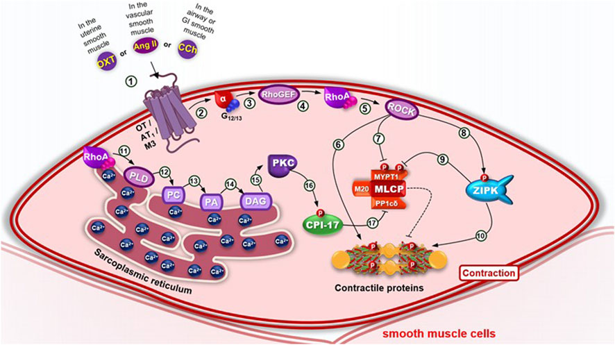 Illustration of smooth muscle cell contraction pathways. It shows the interactions between molecules like OXT, Ang II, CCh, RhoA, PLD, PKC, CPI-17, and ZIPK leading to contraction. Various cellular components are labeled, including the sarcoplasmic reticulum and contractile proteins. Pathways are traced by numbered steps and arrows, depicting the biochemical sequence involved in muscle contraction.