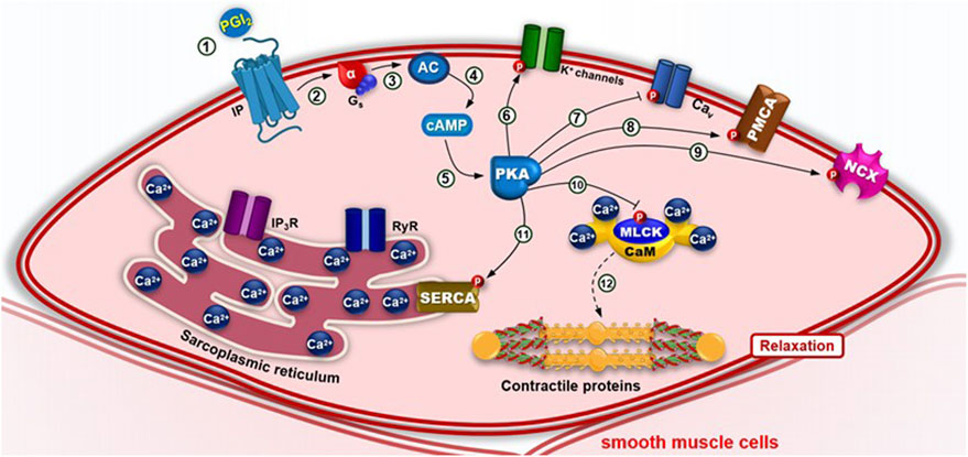 Diagram illustrating the molecular signaling pathway in smooth muscle cells leading to relaxation. It includes components like PGI2, AC, cAMP, PKA, SERCA, and NCX, showing interactions and calcium ion dynamics.
