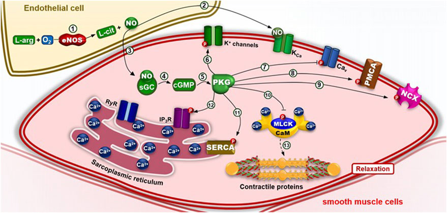 Diagram illustrating the nitric oxide (NO) signaling pathway in smooth muscle cells. It shows the conversion of L-arginine to NO in endothelial cells, its diffusion into smooth muscle, and activation of soluble guanylate cyclase (sGC) producing cGMP. This activates protein kinase G (PKG), leading to the opening of potassium channels (K+), reduction of calcium ion (Ca2+) levels, and activation of myosin light-chain kinase (MLCK) with calmodulin (CaM), resulting in smooth muscle relaxation and vasodilation. Steps involve various channels and proteins like SERCA, PMCA, NCX, and RyR.