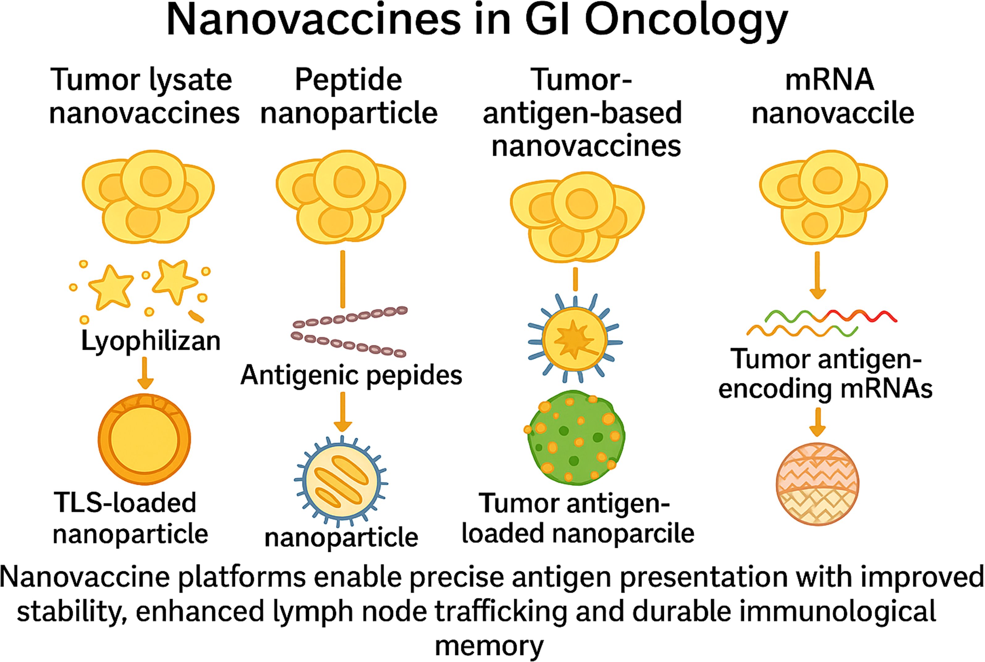 Illustration of various nanovaccine types in gastrointestinal oncology: tumor lysate nanovaccines, peptide nanoparticles, tumor-antigen-based nanovaccines, and mRNA nanovaccines. Each type shows a process from initial components, such as lyophilized materials, antigenic peptides, and tumor antigen-encoding mRNAs, to the resulting nanoparticle form. The graphic highlights the role of nanovaccine platforms in enhancing antigen presentation, lymph node trafficking, and immunological memory.