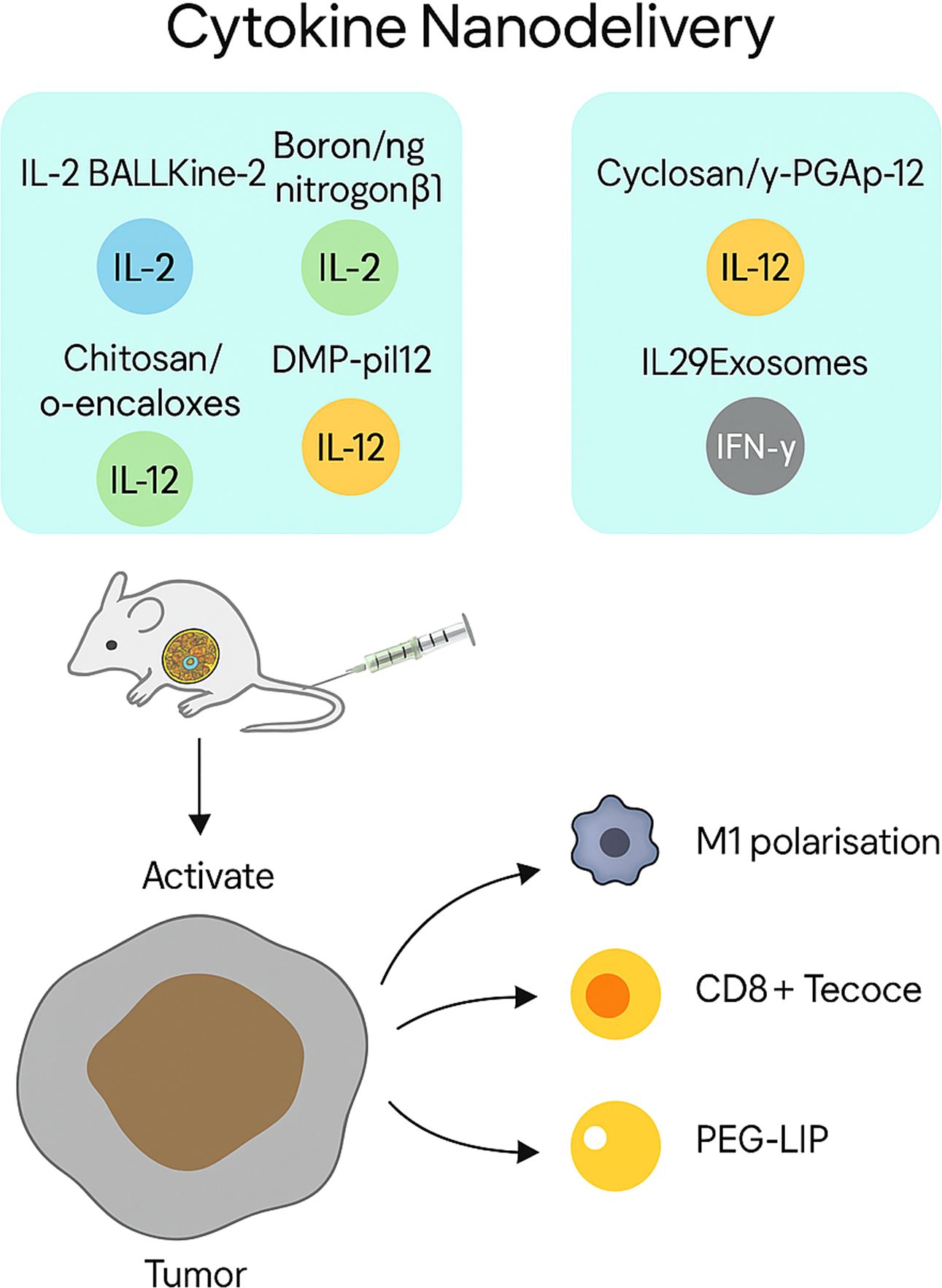 Illustration of cytokine nanodelivery in cancer treatment. Two columns list cytokine delivery methods: IL-2 and IL-12 with different carriers. A syringe injects a mouse, activating a tumor, leading to M1 polarization, CD8+ cells, and PEG-LIP.